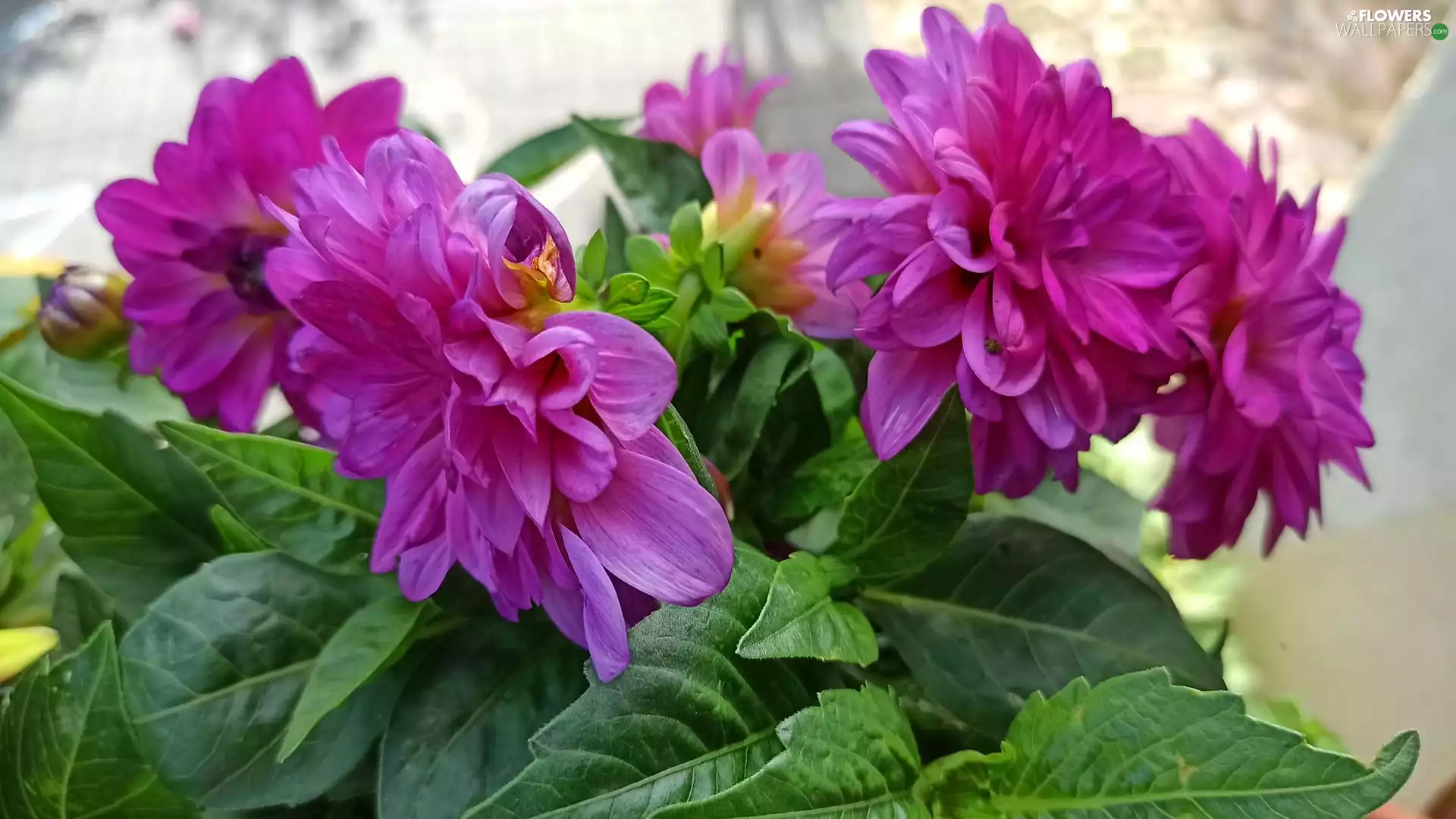 dahlias, Flowers, Purple