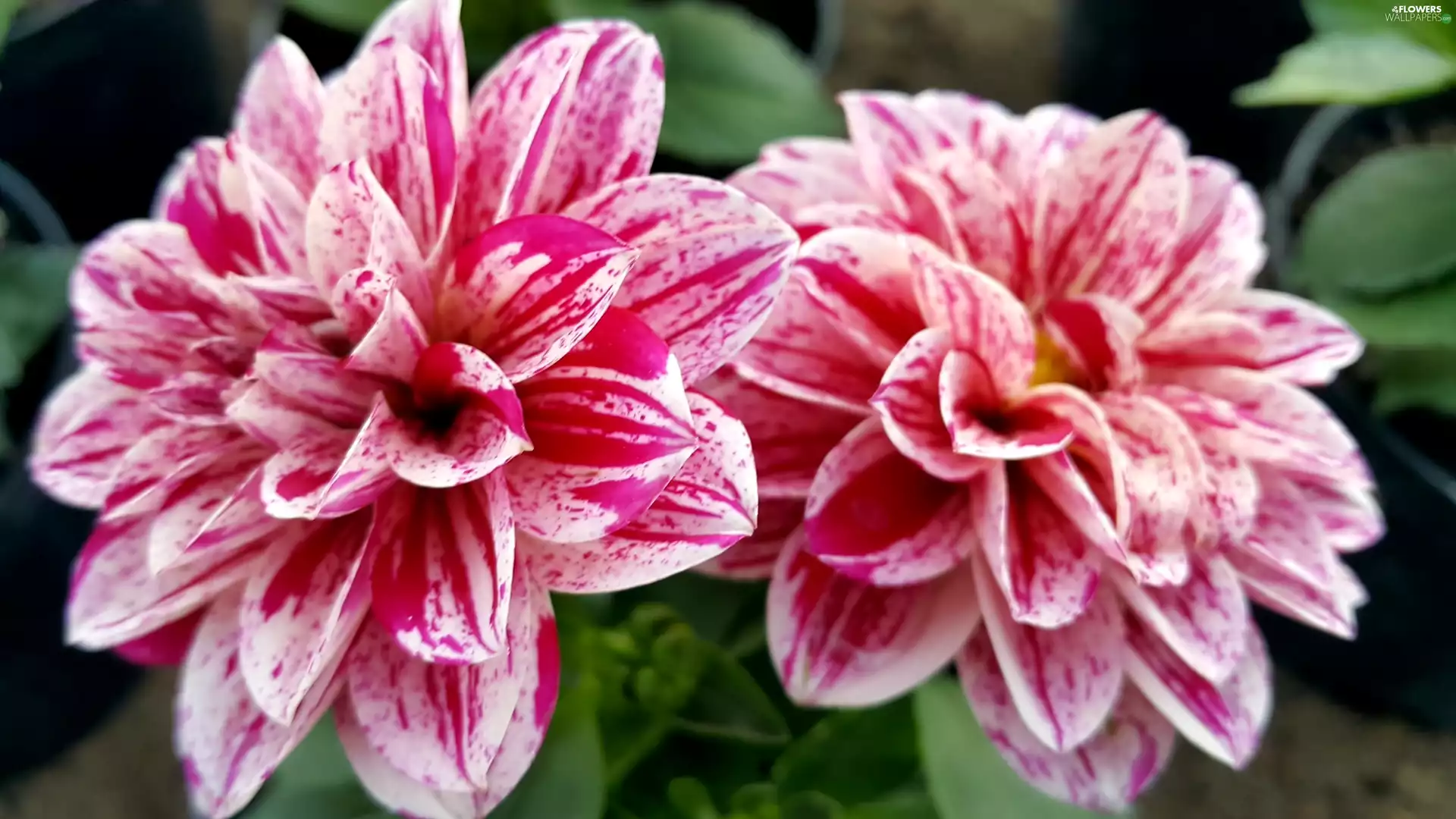 dahlias, white, Purple