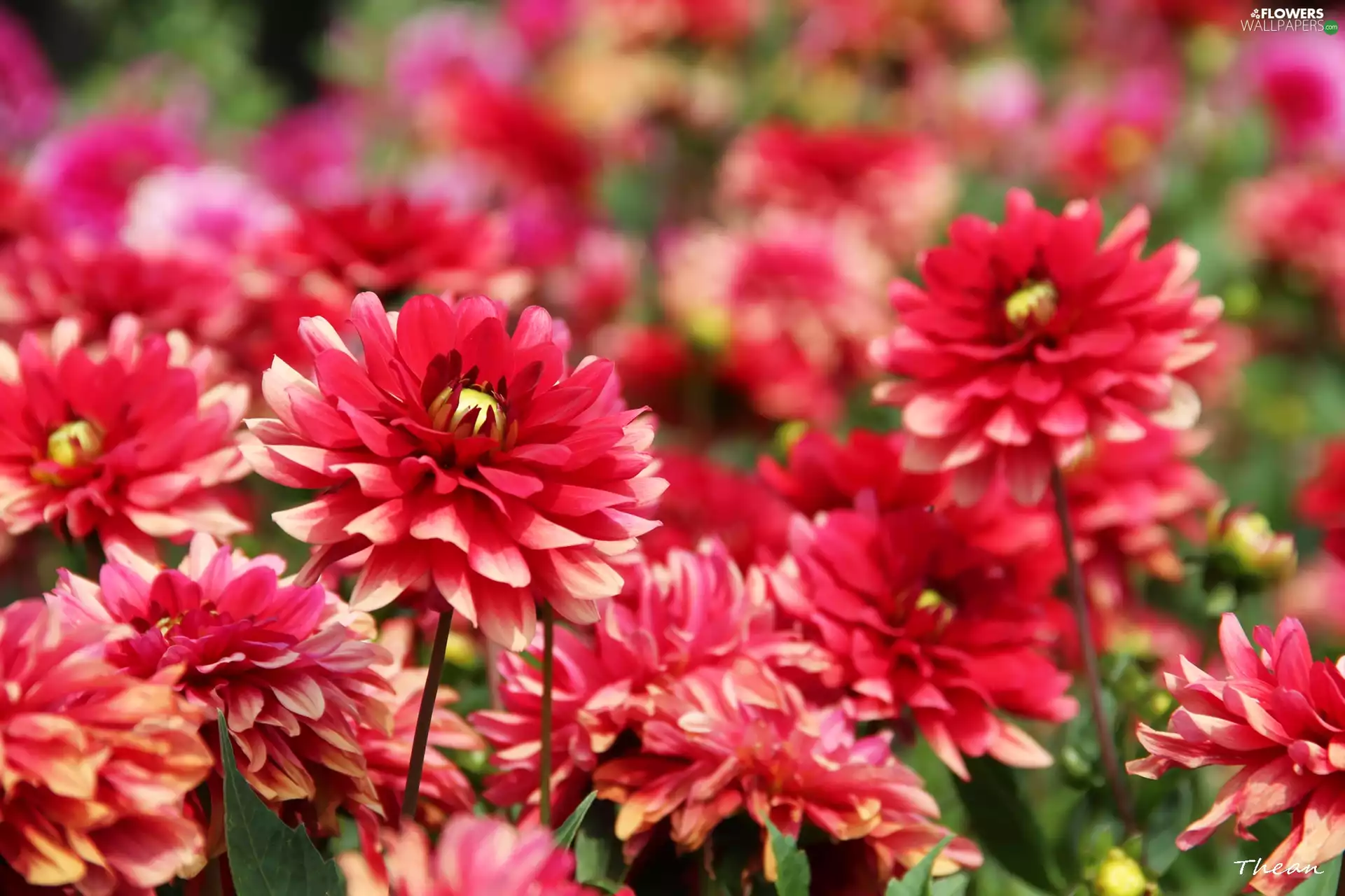 Red, dahlias