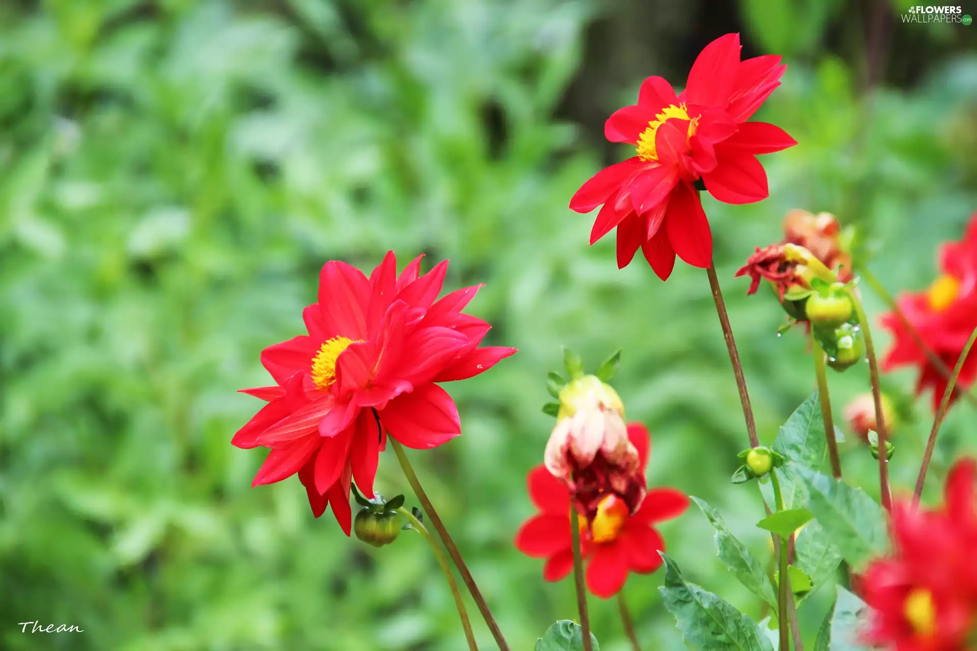 Red, dahlias