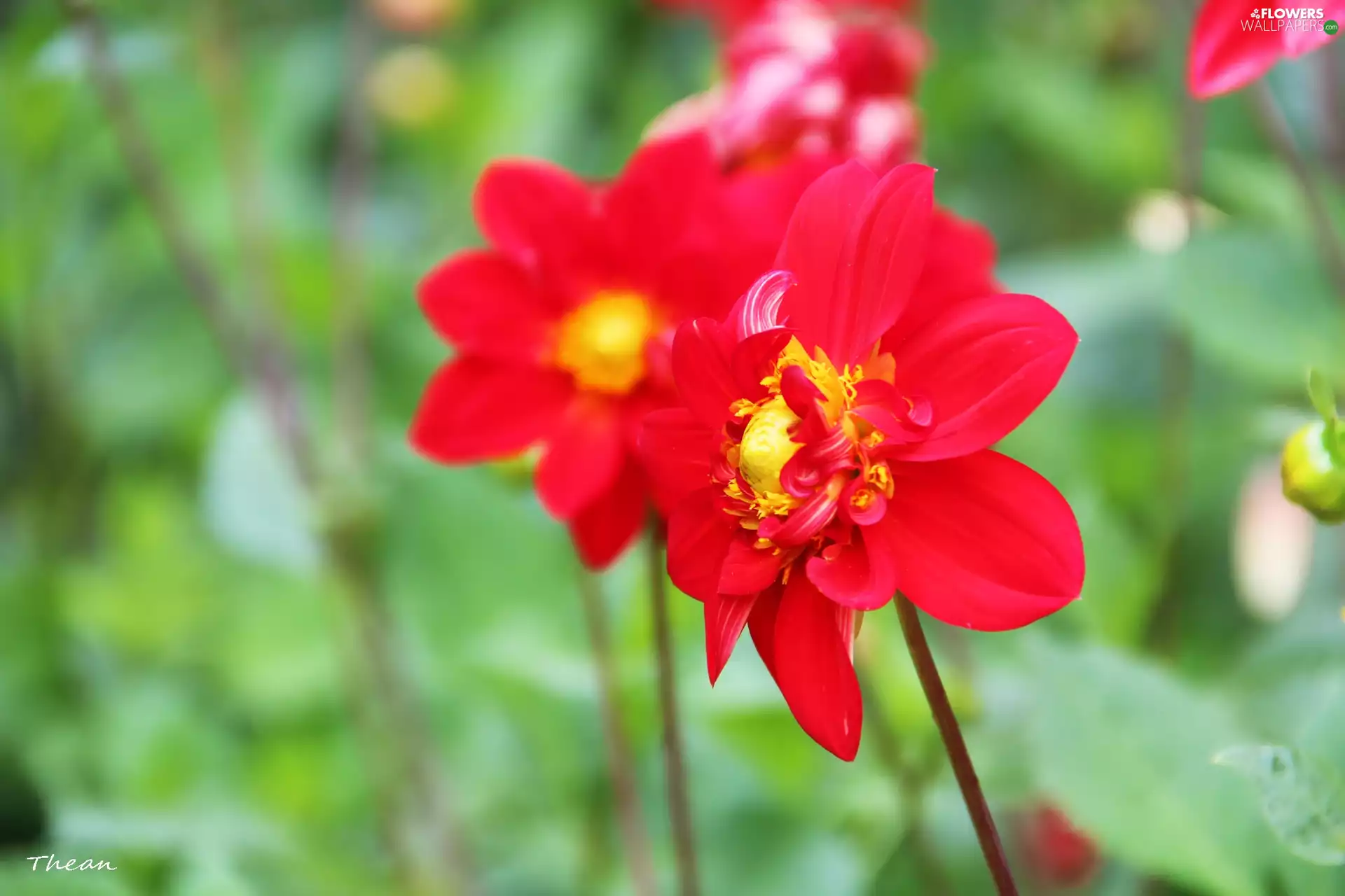 Red, dahlias