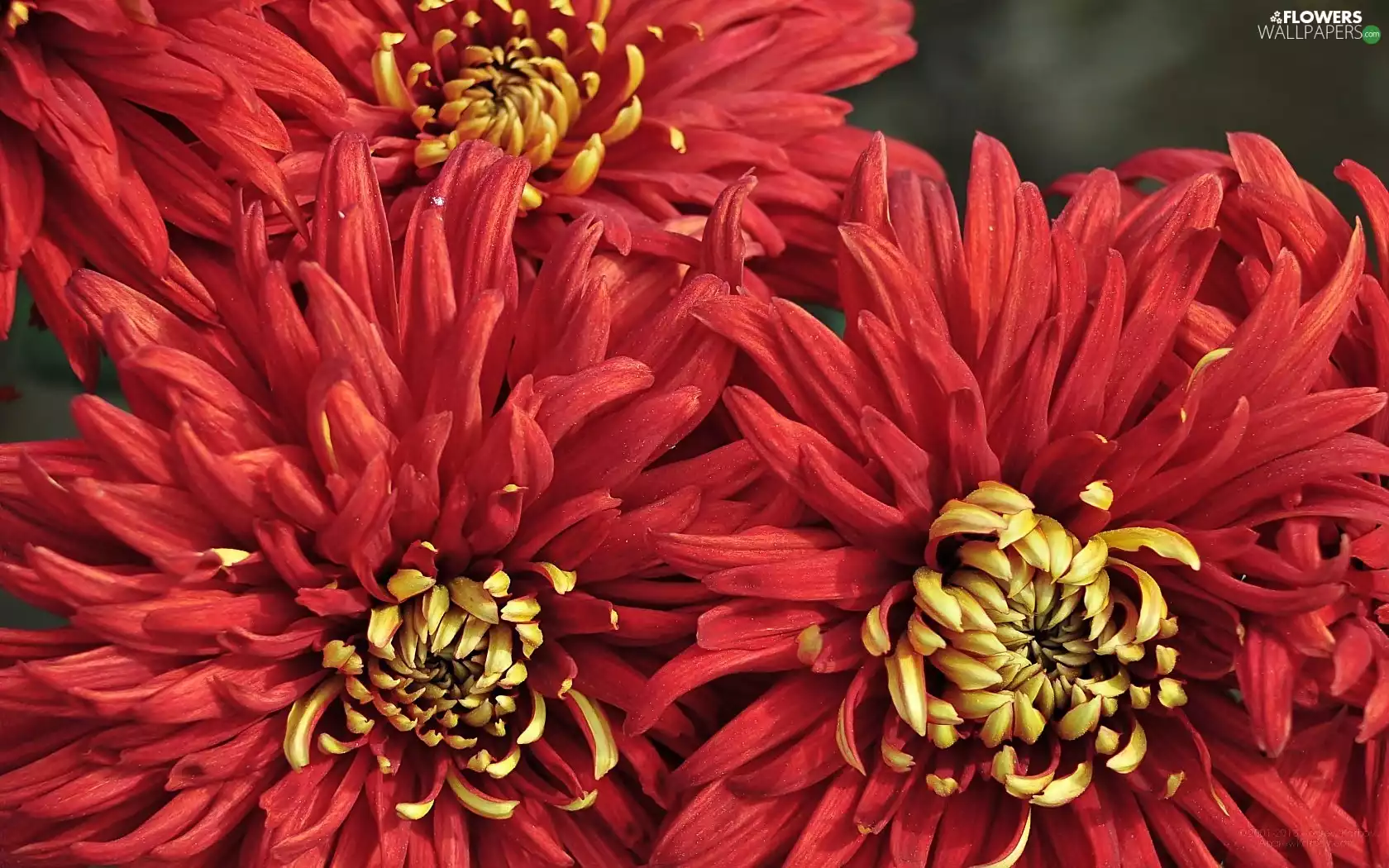 Red, dahlias