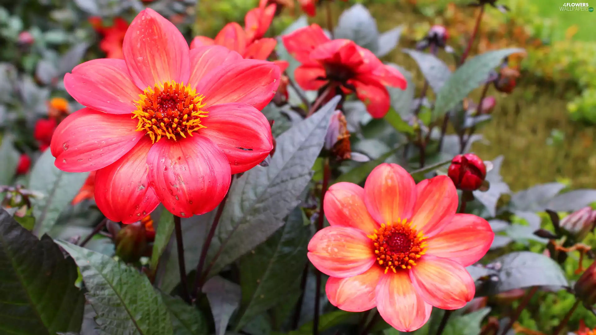 dahlias, flourishing, Red
