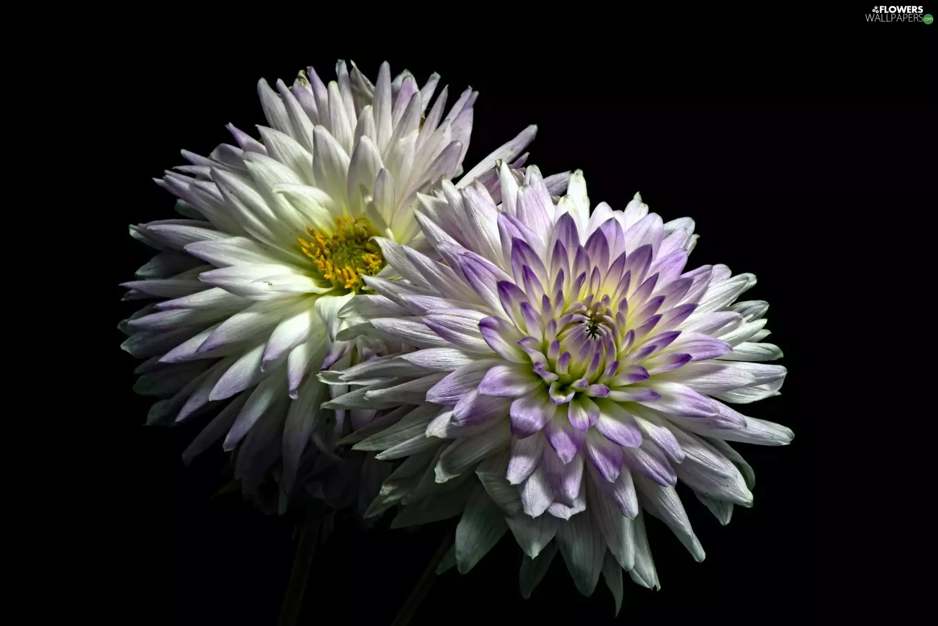 Two, Black, background, dahlias