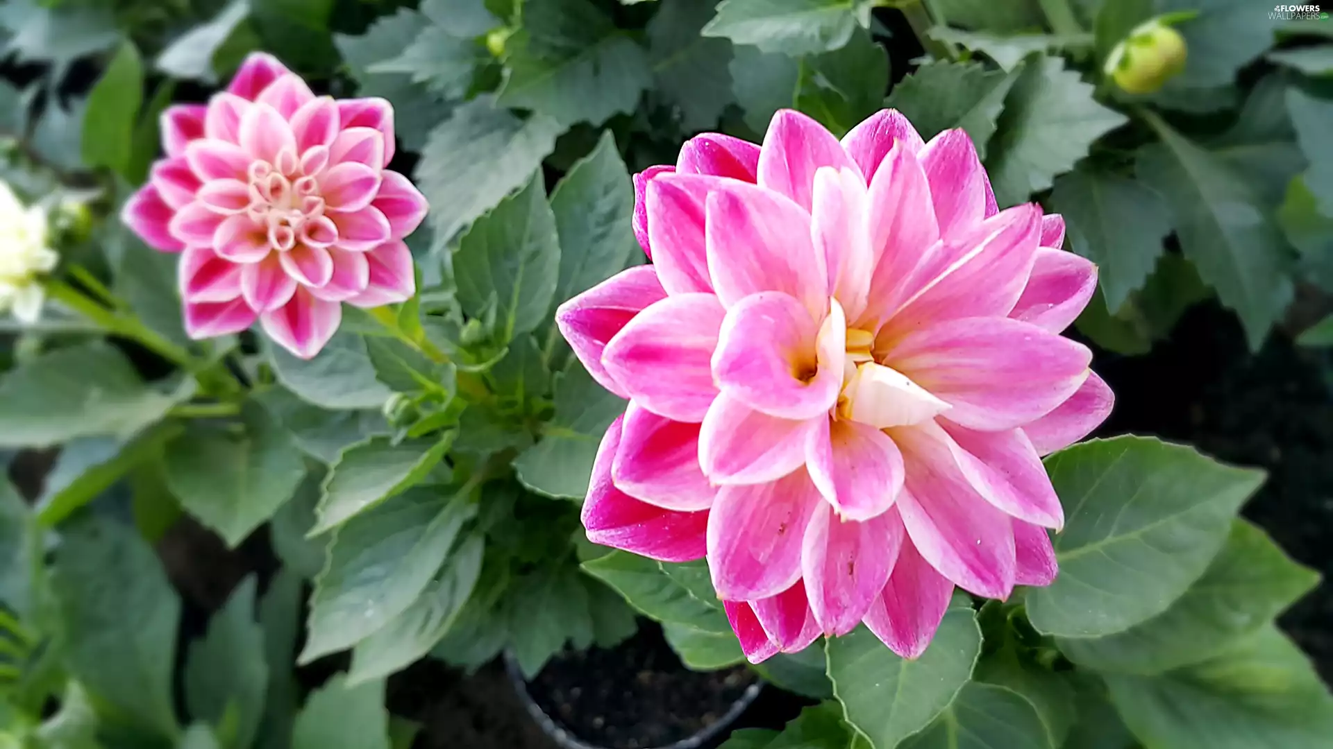 dahlias, pink, White