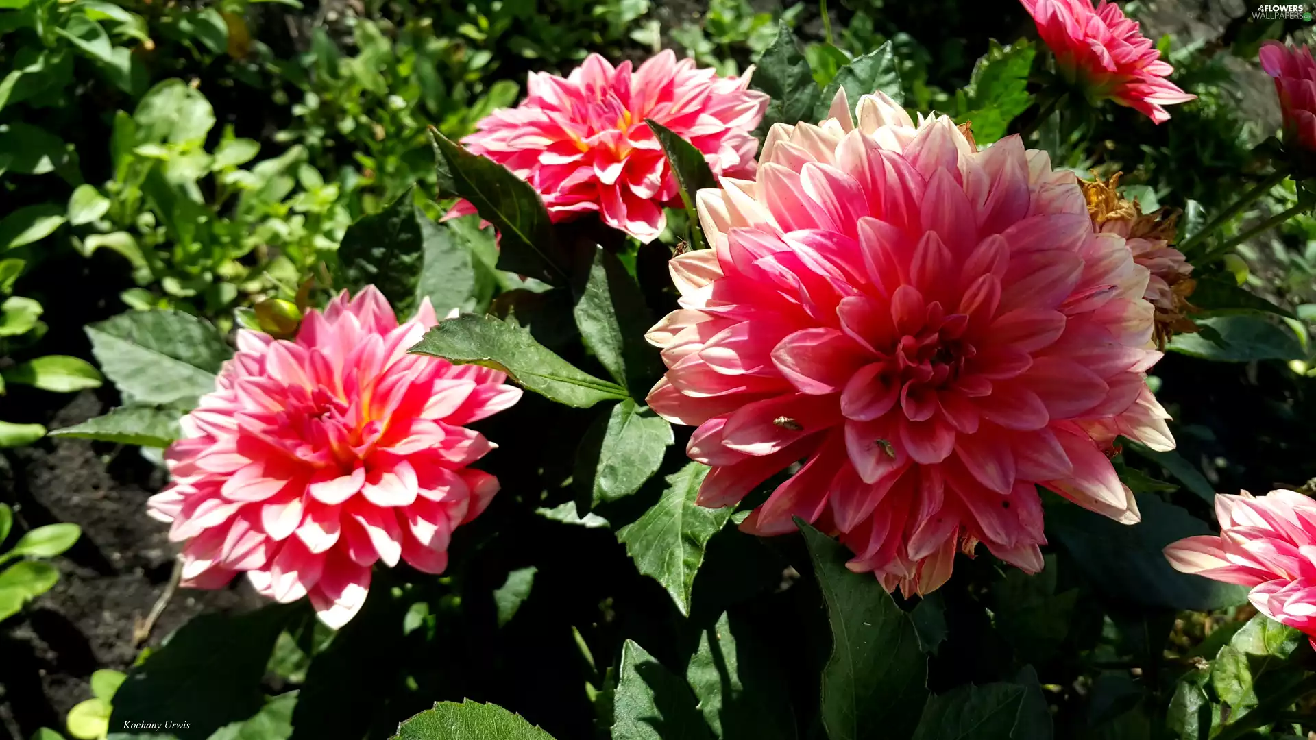 dahlias, red, White