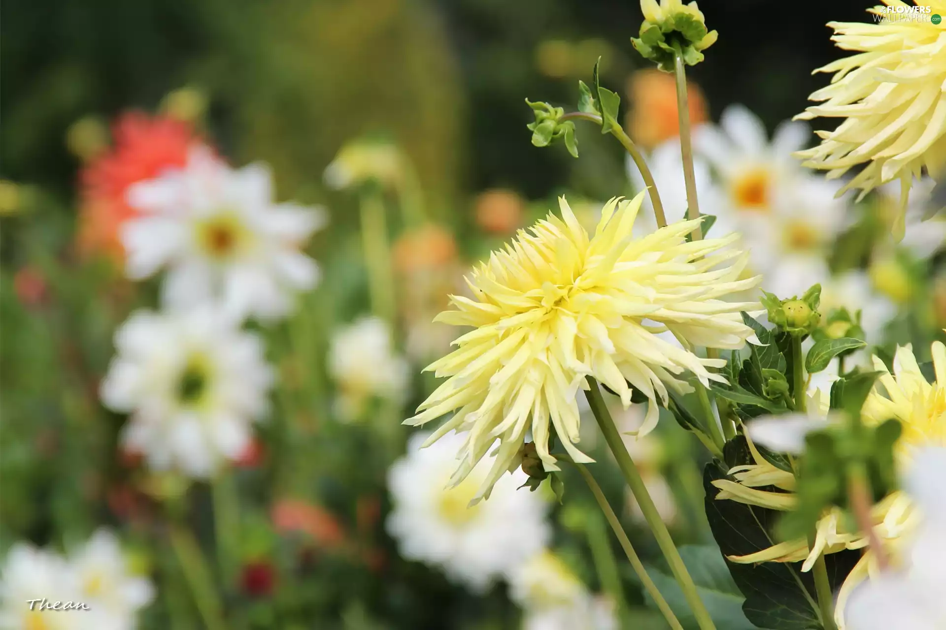 Yellow, dahlias