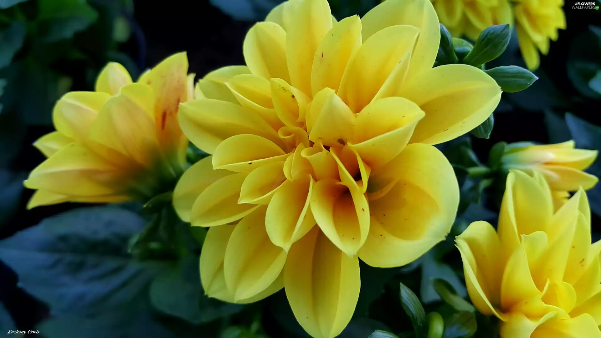 dahlias, Flowers, Yellow