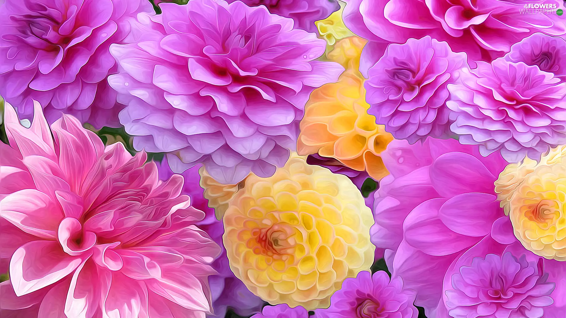 dahlias, Pink, Yellow