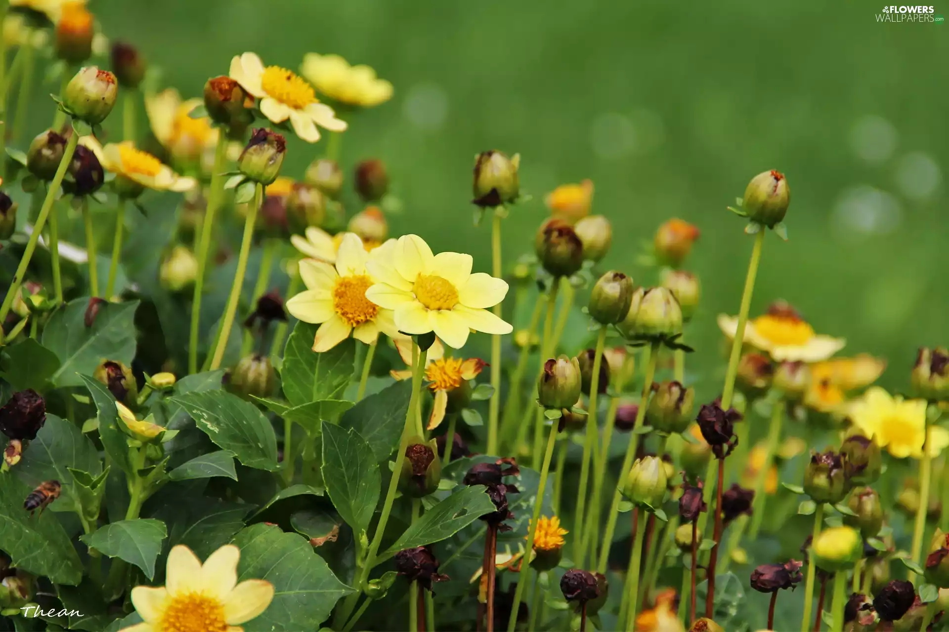 Yellow, dahlias