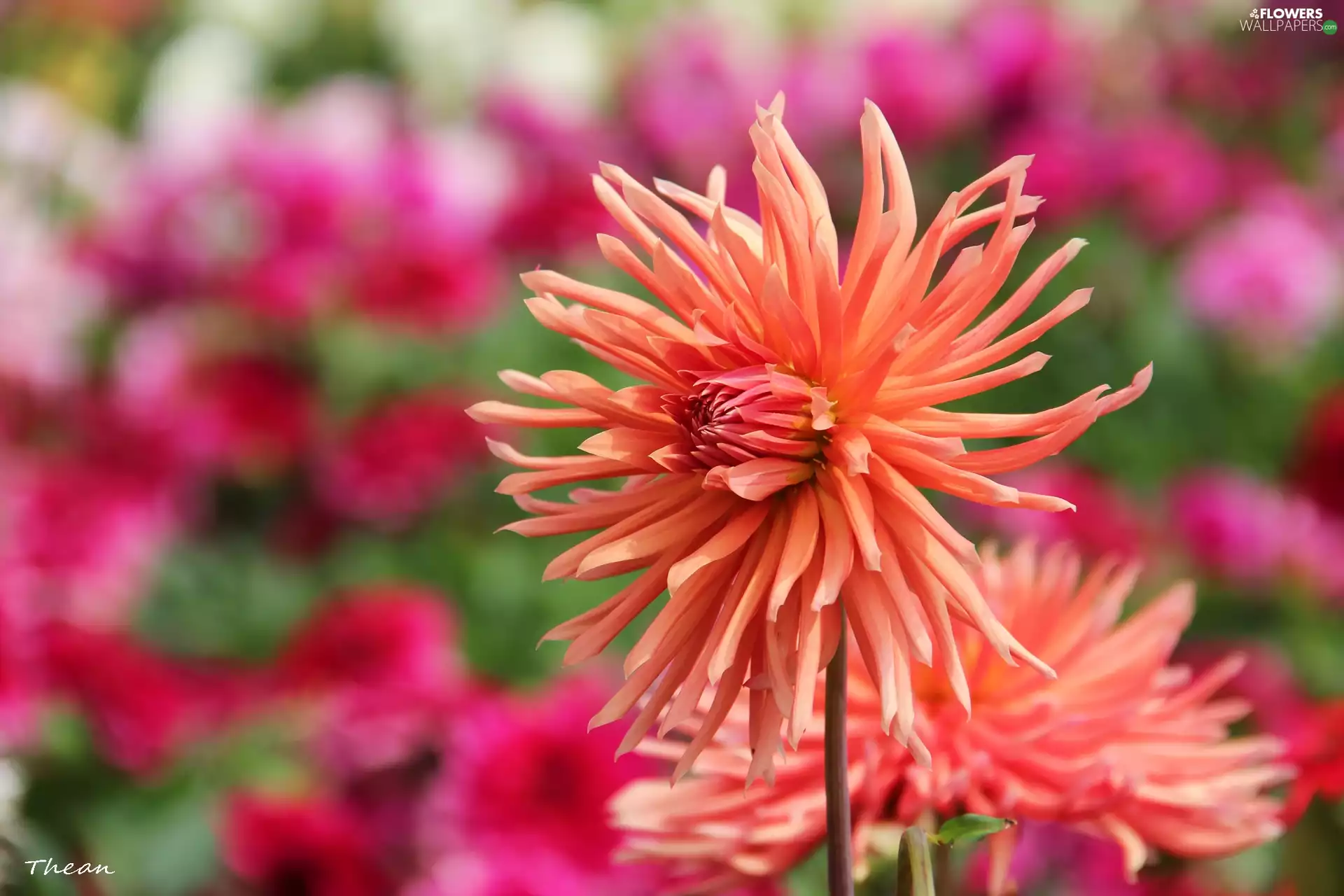 dahlias