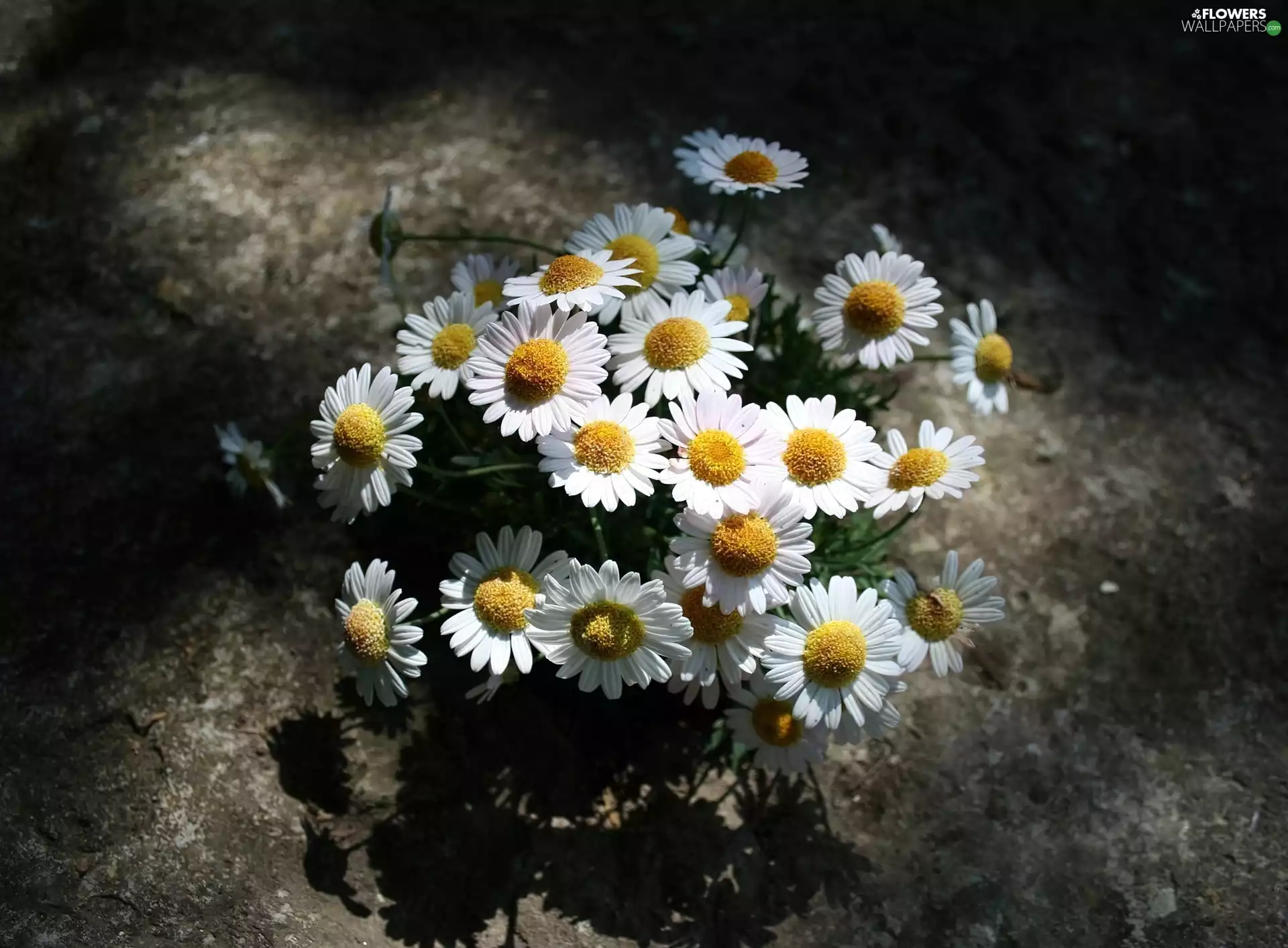 Chamomile Common
