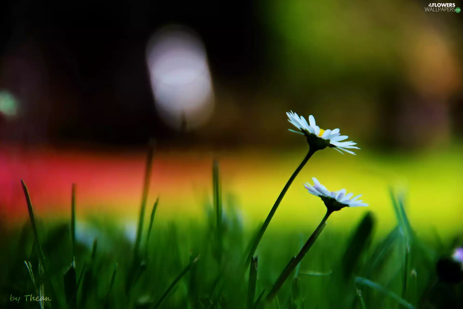 daisies