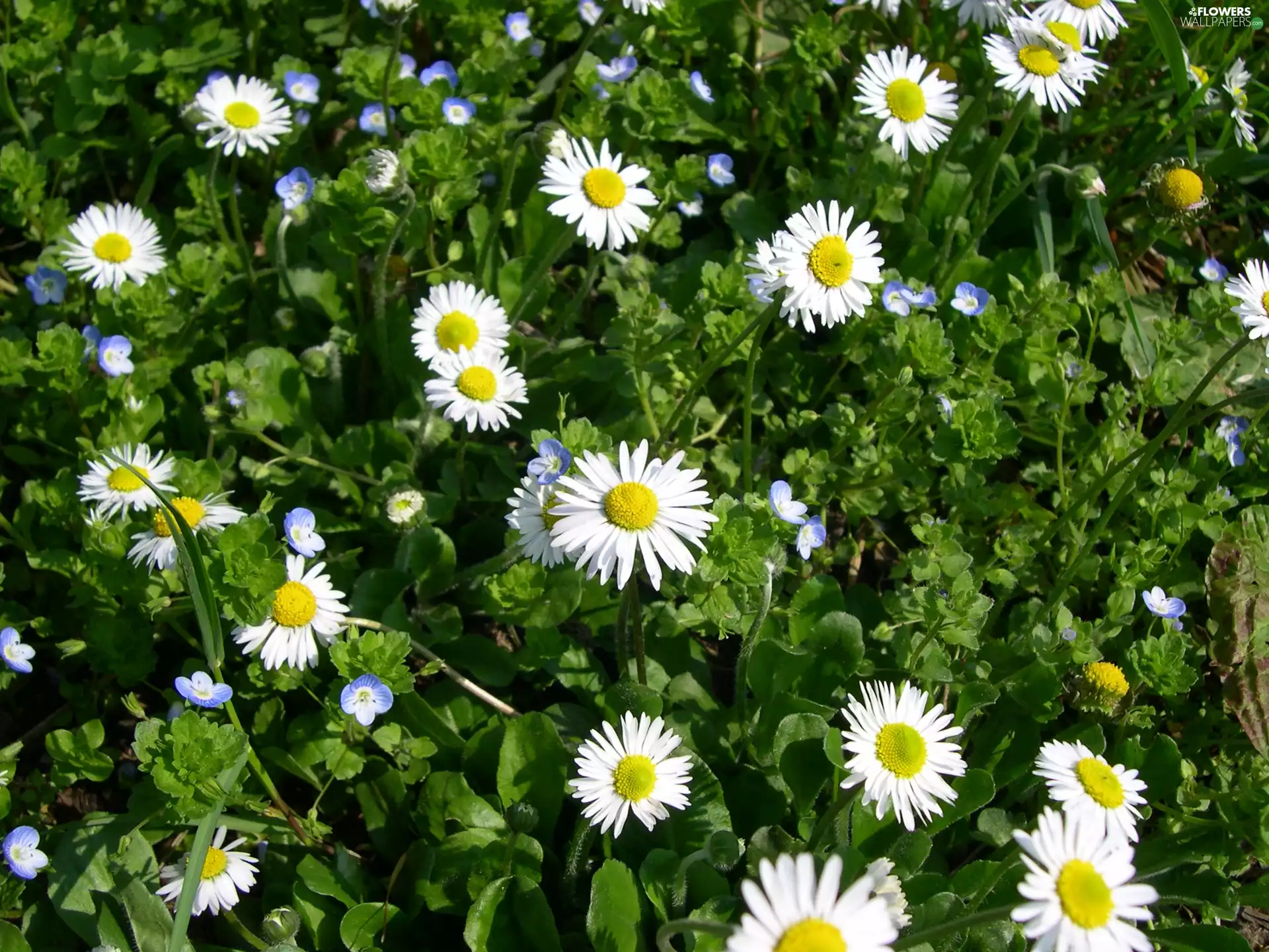 daisies