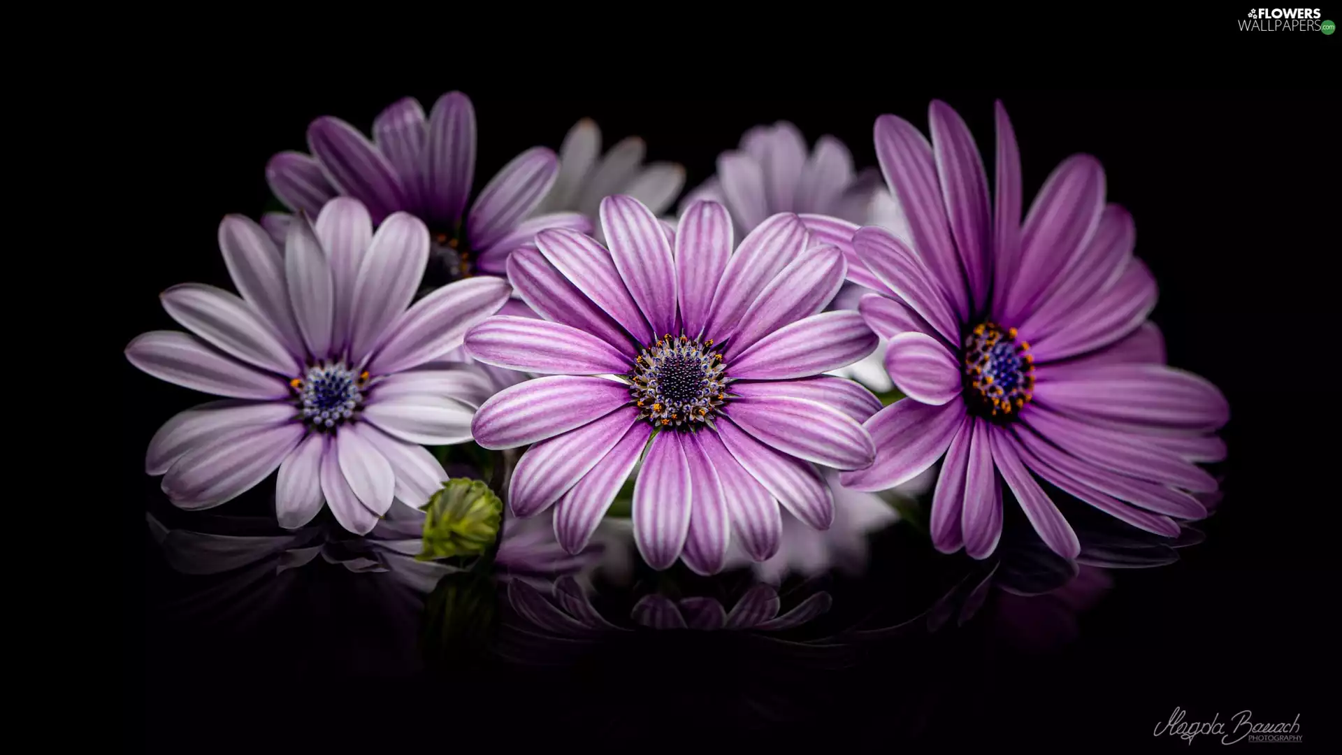 Black, background, African Daisies, White-Purple, Flowers