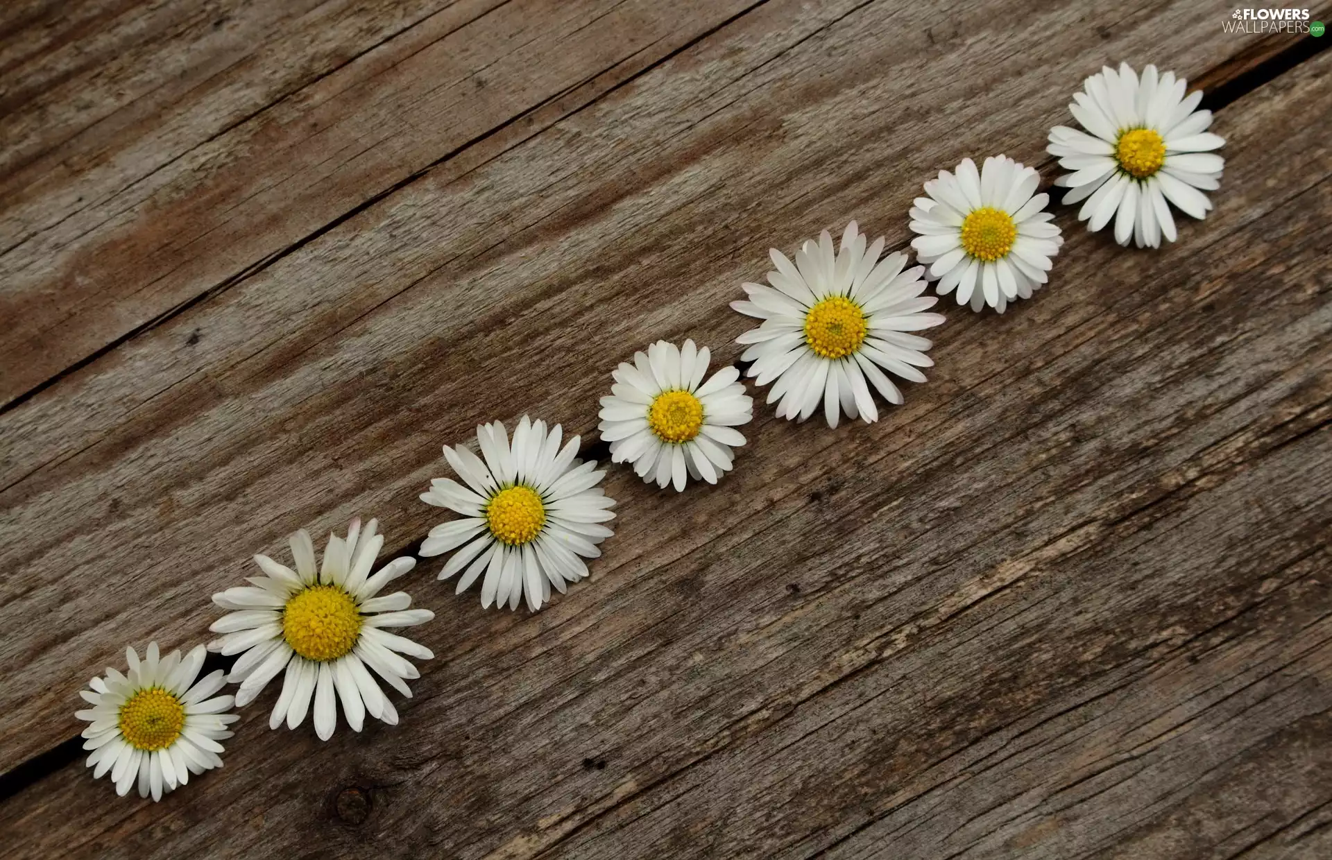 daisies, boarding