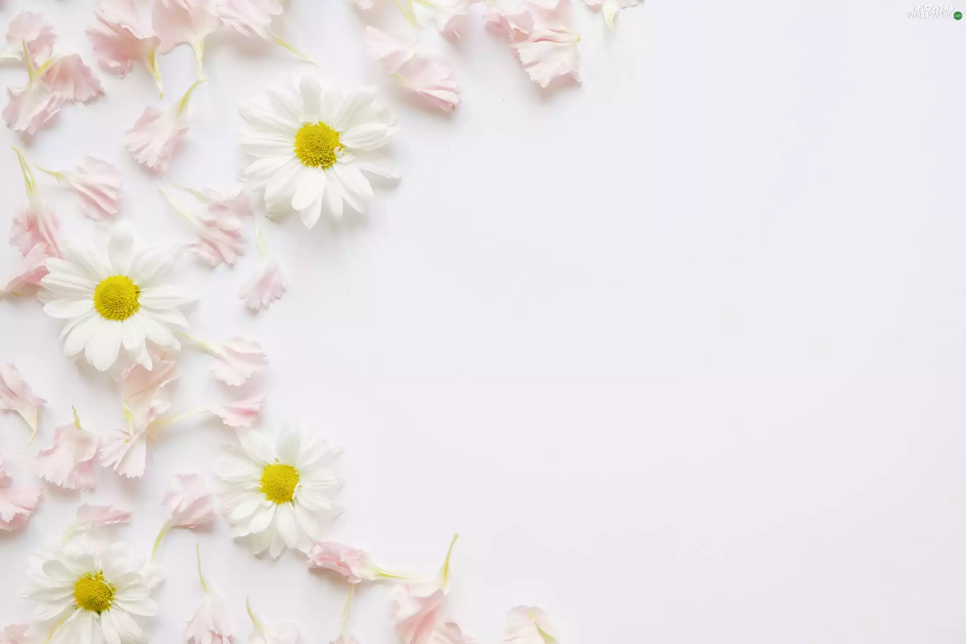 Pink, White, Bright, daisies, Flowers, flakes, background