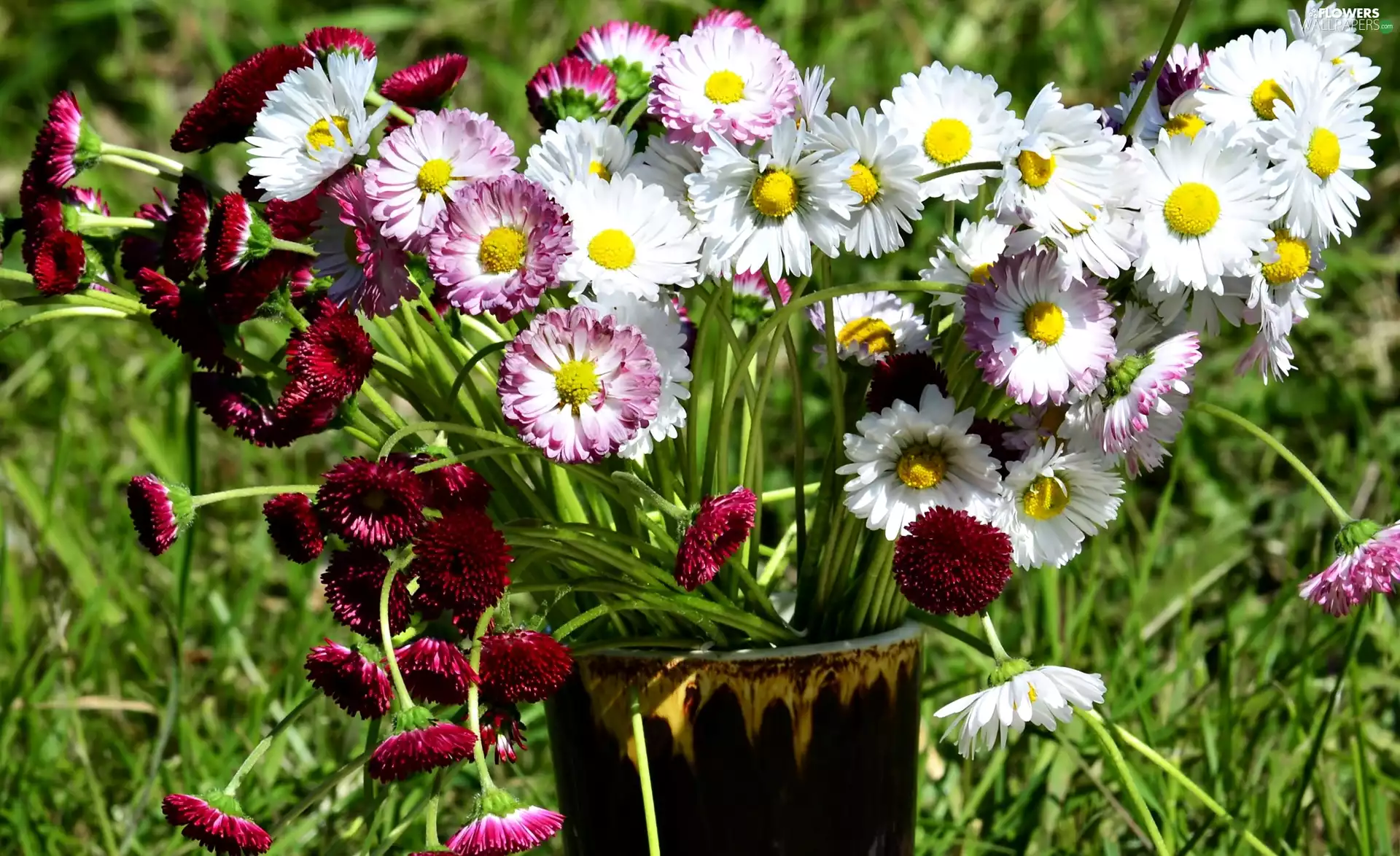 daisies, bouquet, color