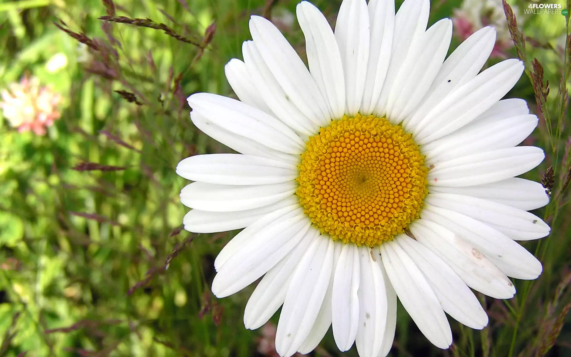 daisy, White, flakes