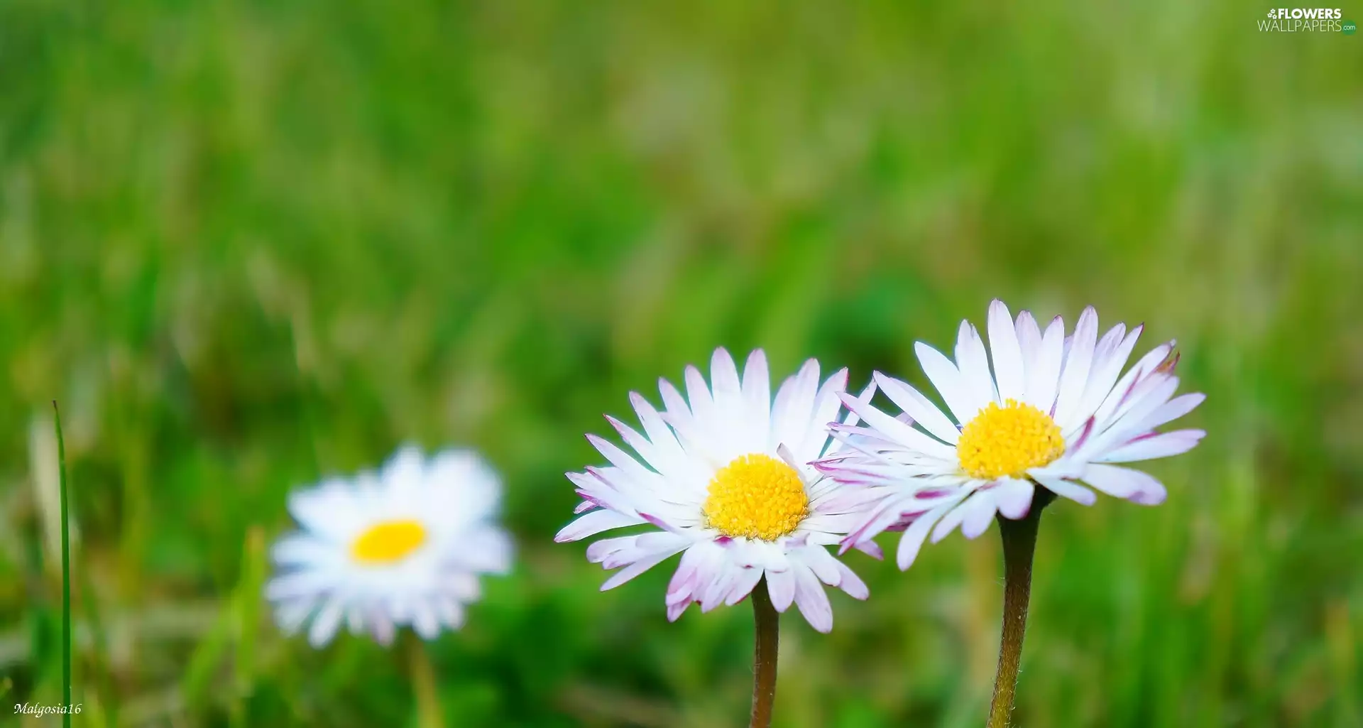 daisies, Wildflowers, flourishing