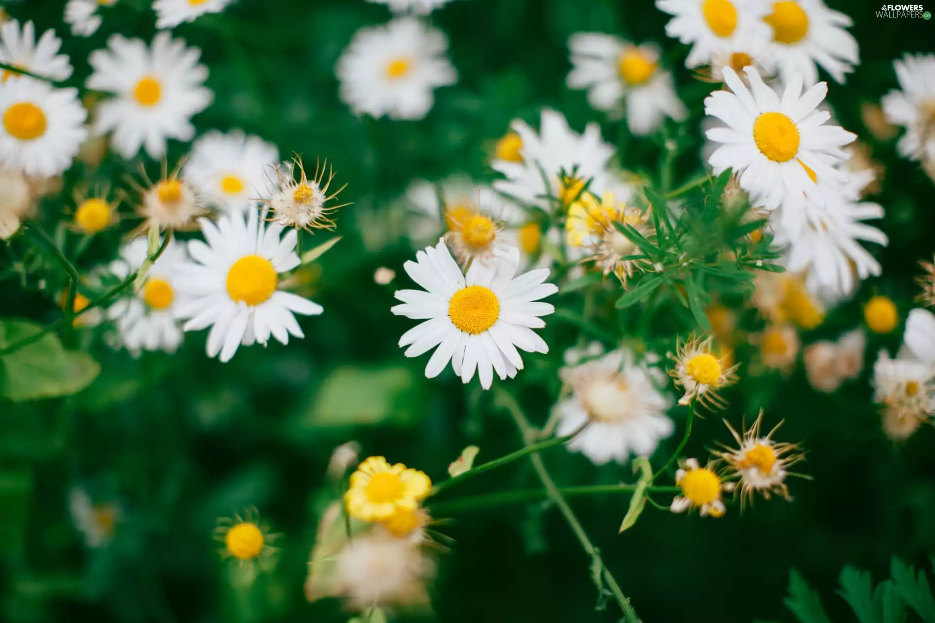 daisies, Flowers