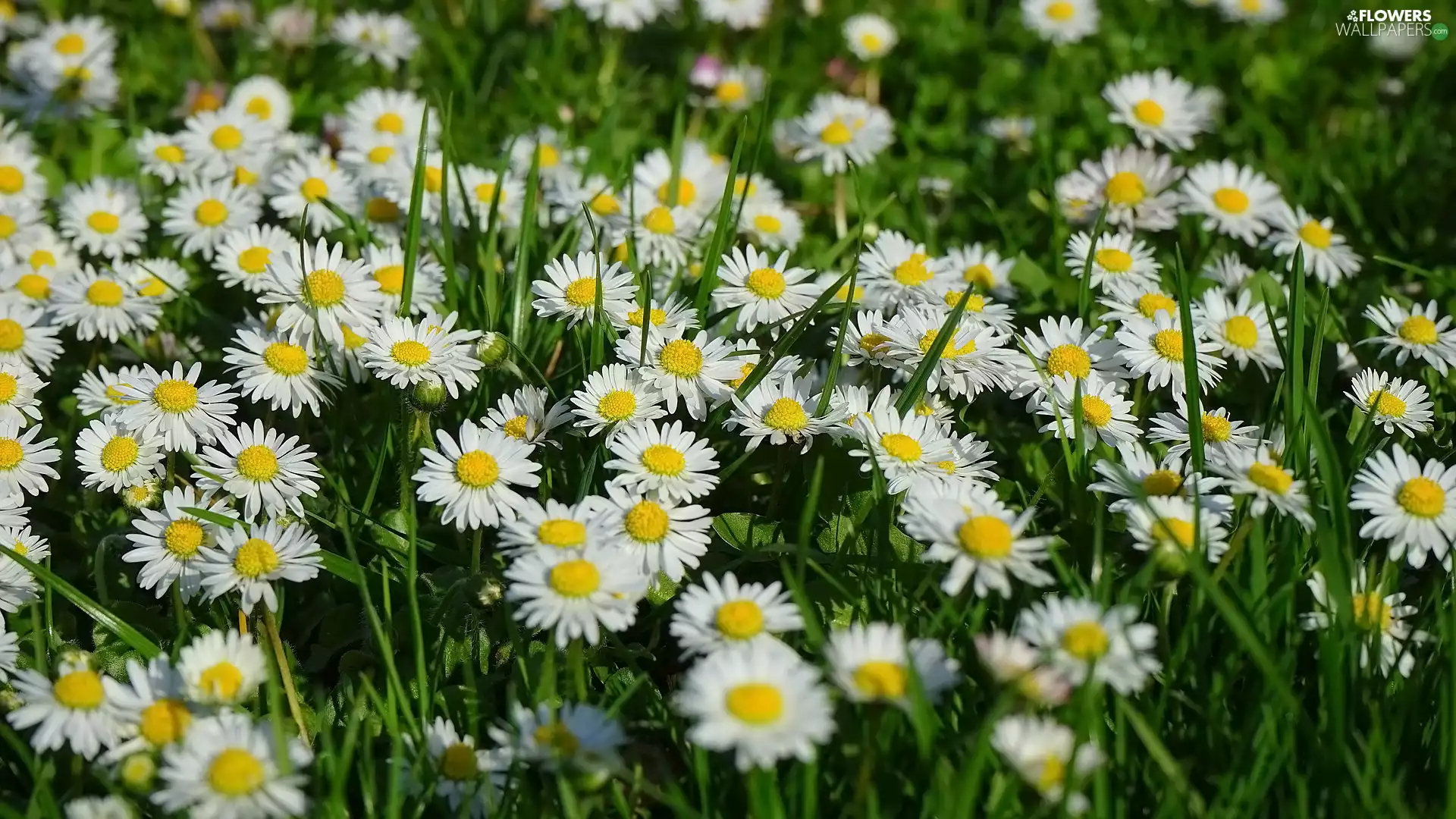 Flowers, grass, blades, daisies