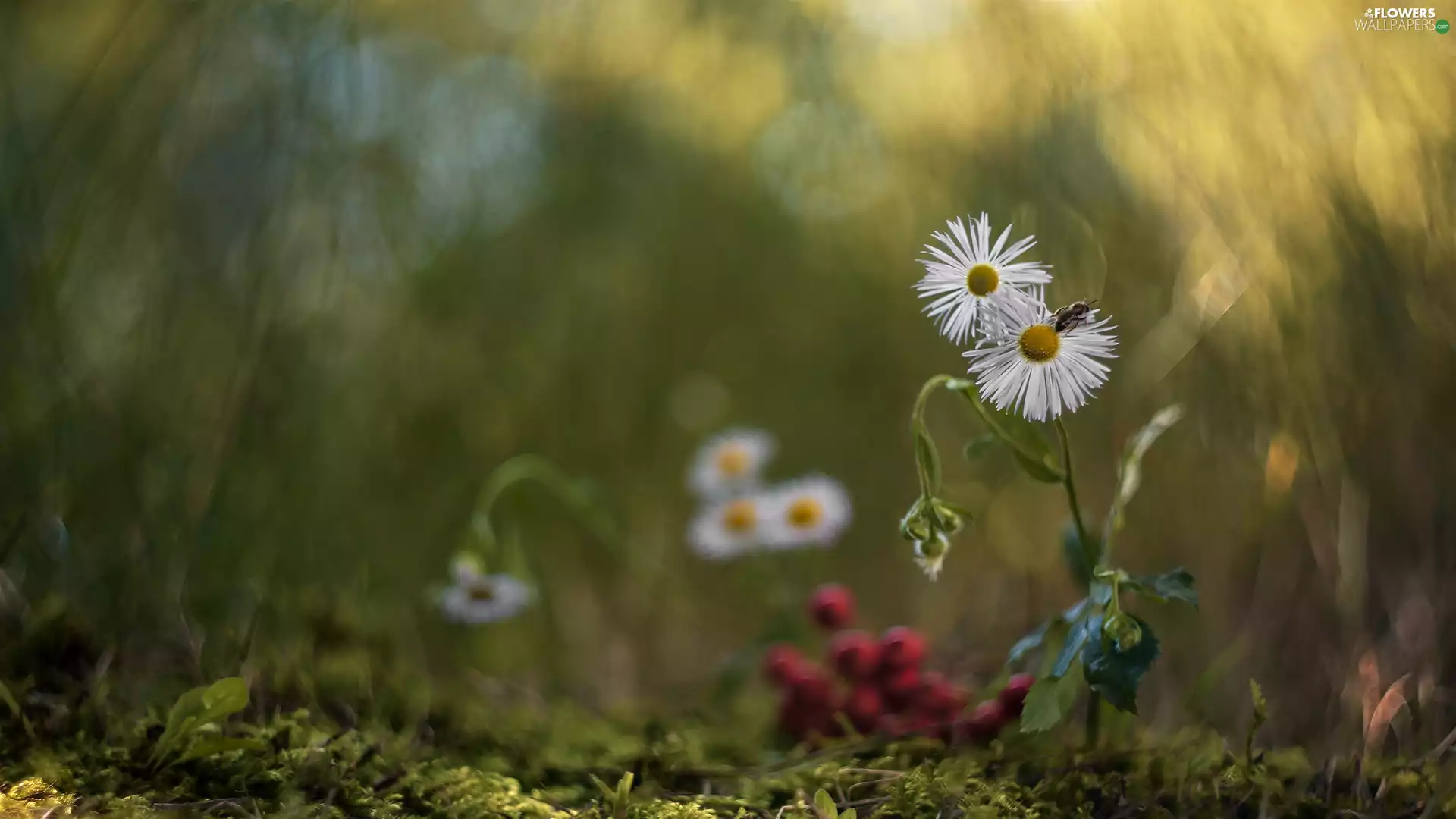 Flowers, bee, blur, daisies