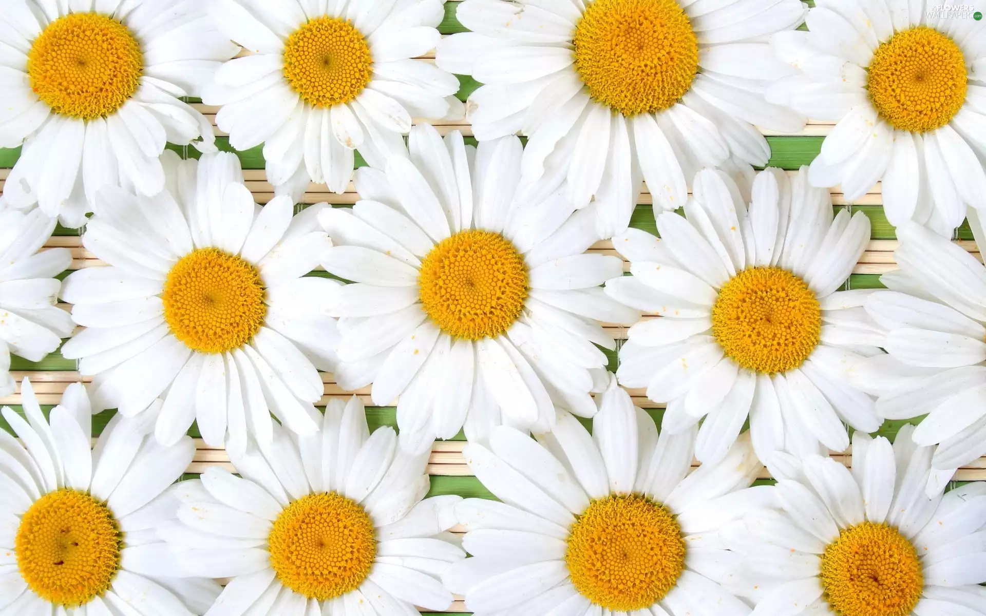 Flowers, White, flakes, daisies