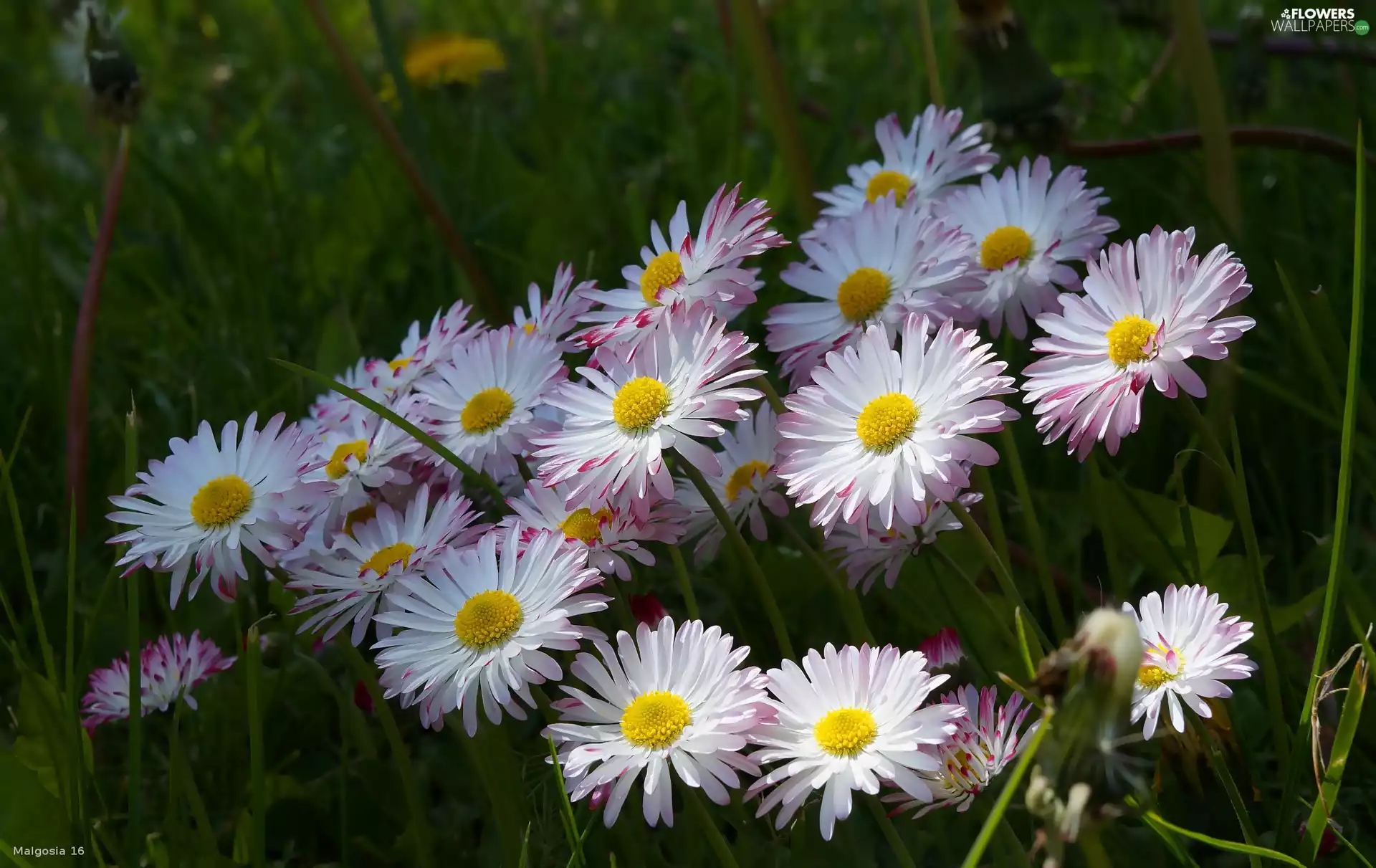 daisies, flourishing, Flowers