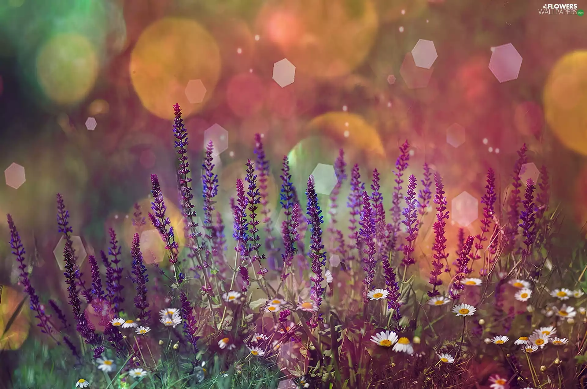 Flowers, lavender, glamour, daisies