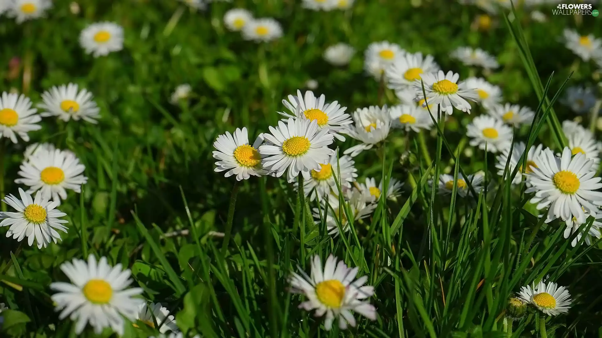 Flowers, rapprochement, grass, daisies
