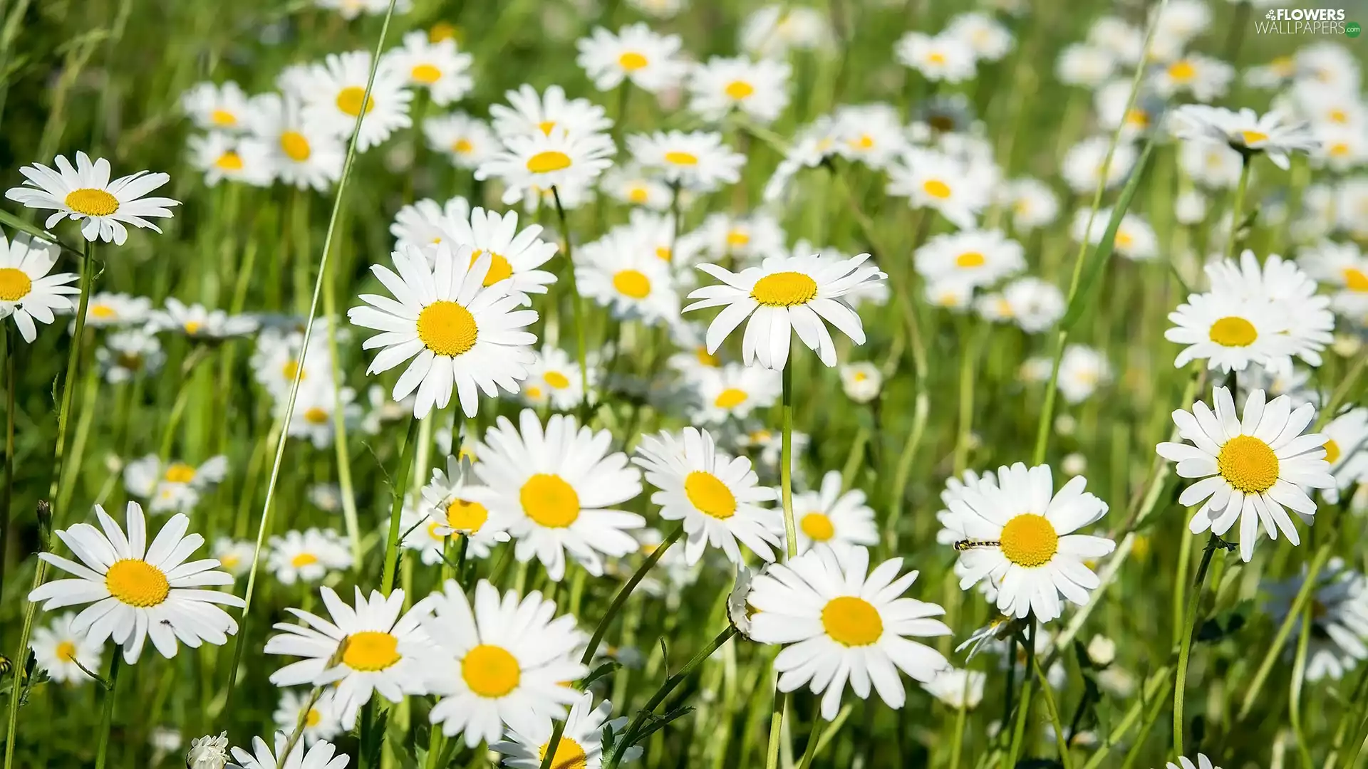 daisies, grass, Flowers