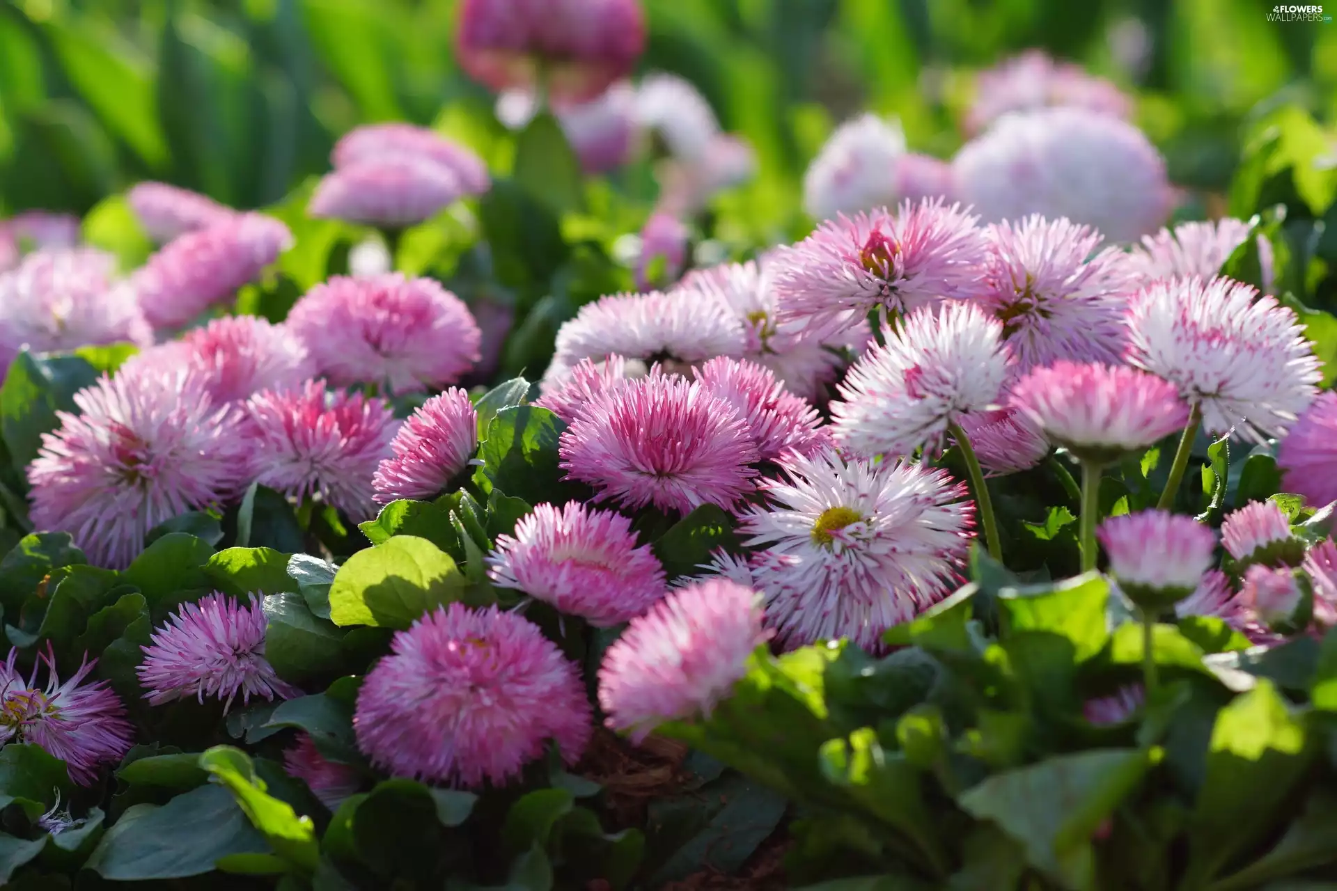 daisies, Pink, Flowers