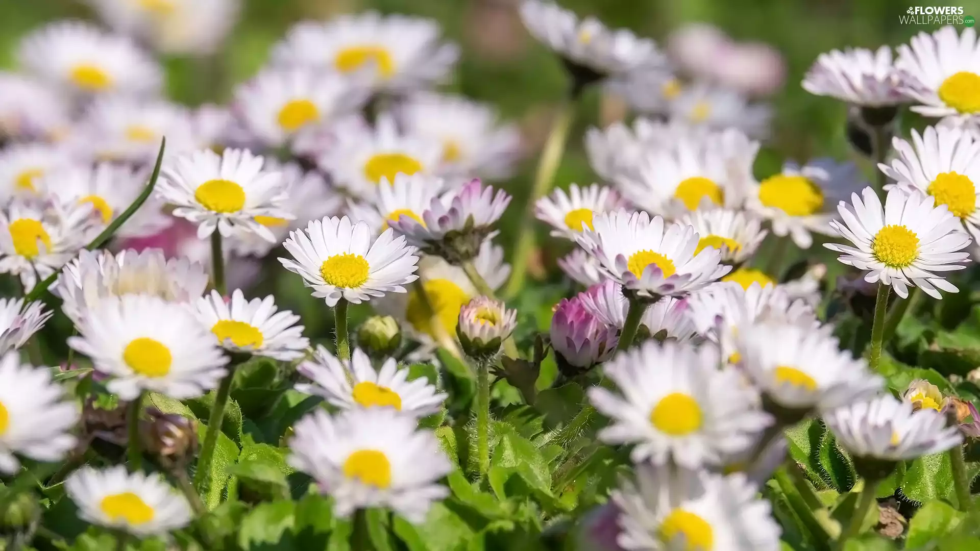 daisies, rapprochement, Flowers