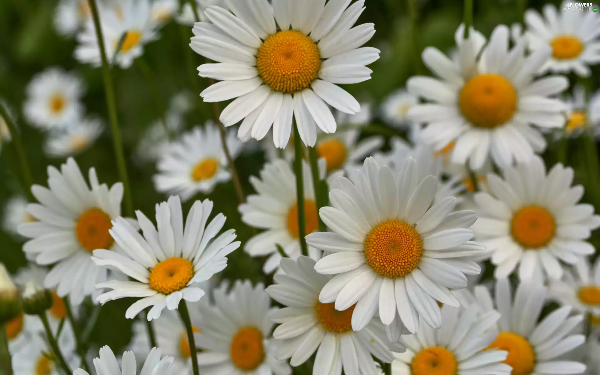 daisies, White, Flowers