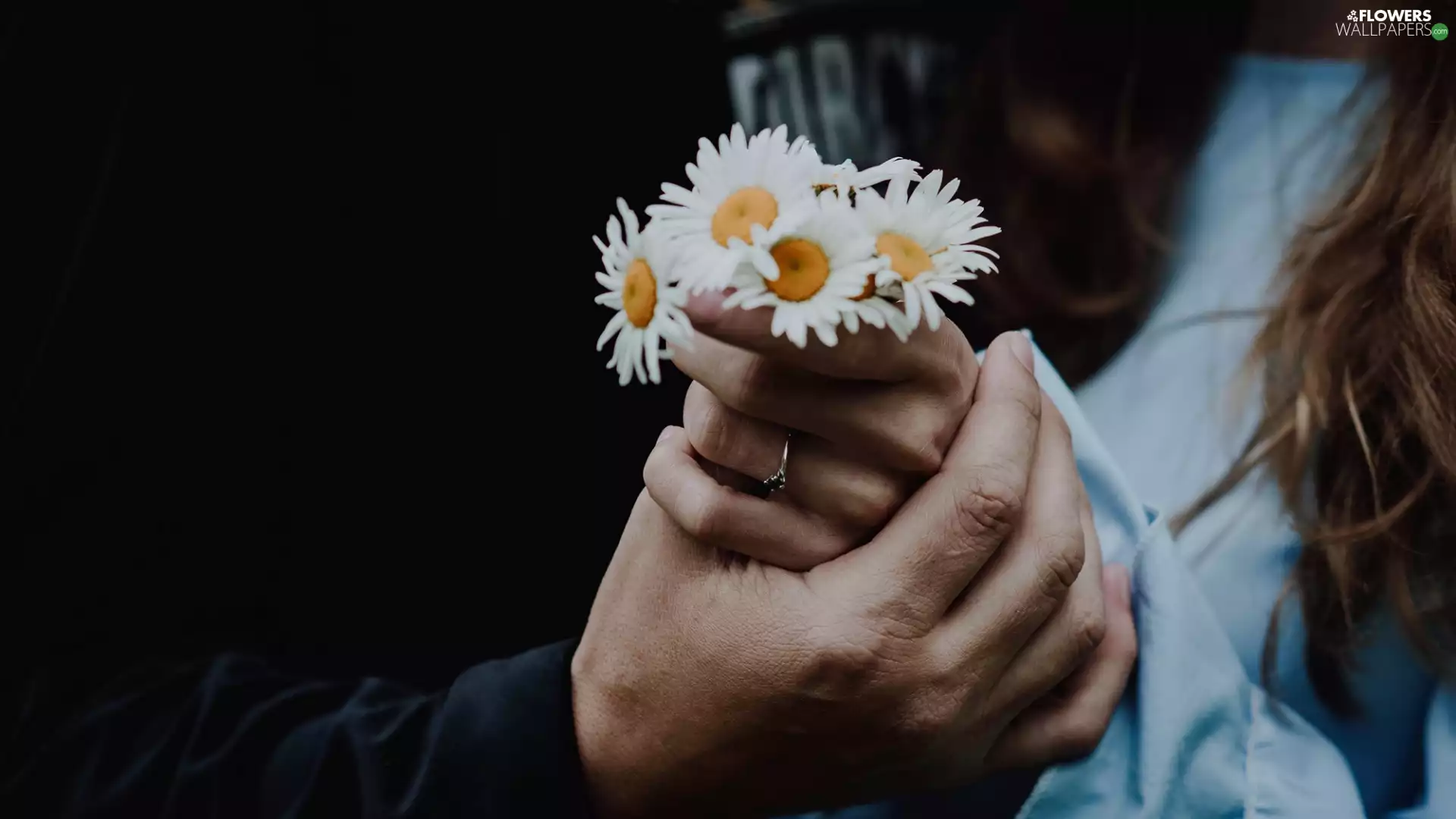 hands, Women, Flowers, daisies, Ring, a man