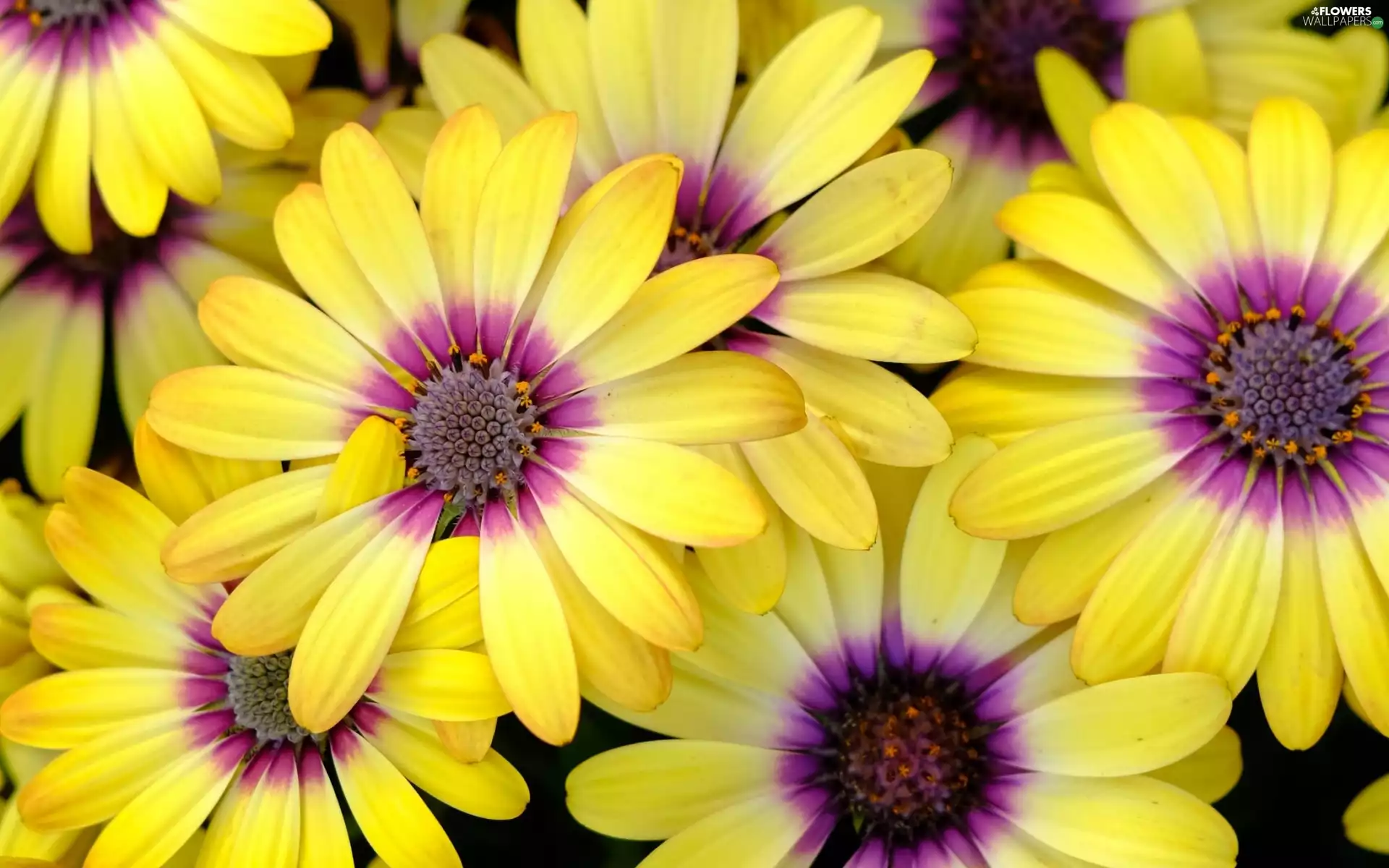 daisies, Yellow, Flowers