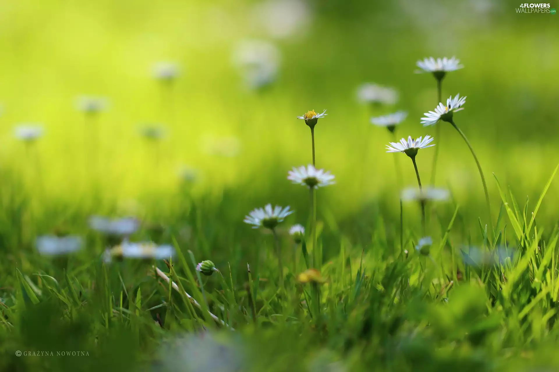 daisies, grass