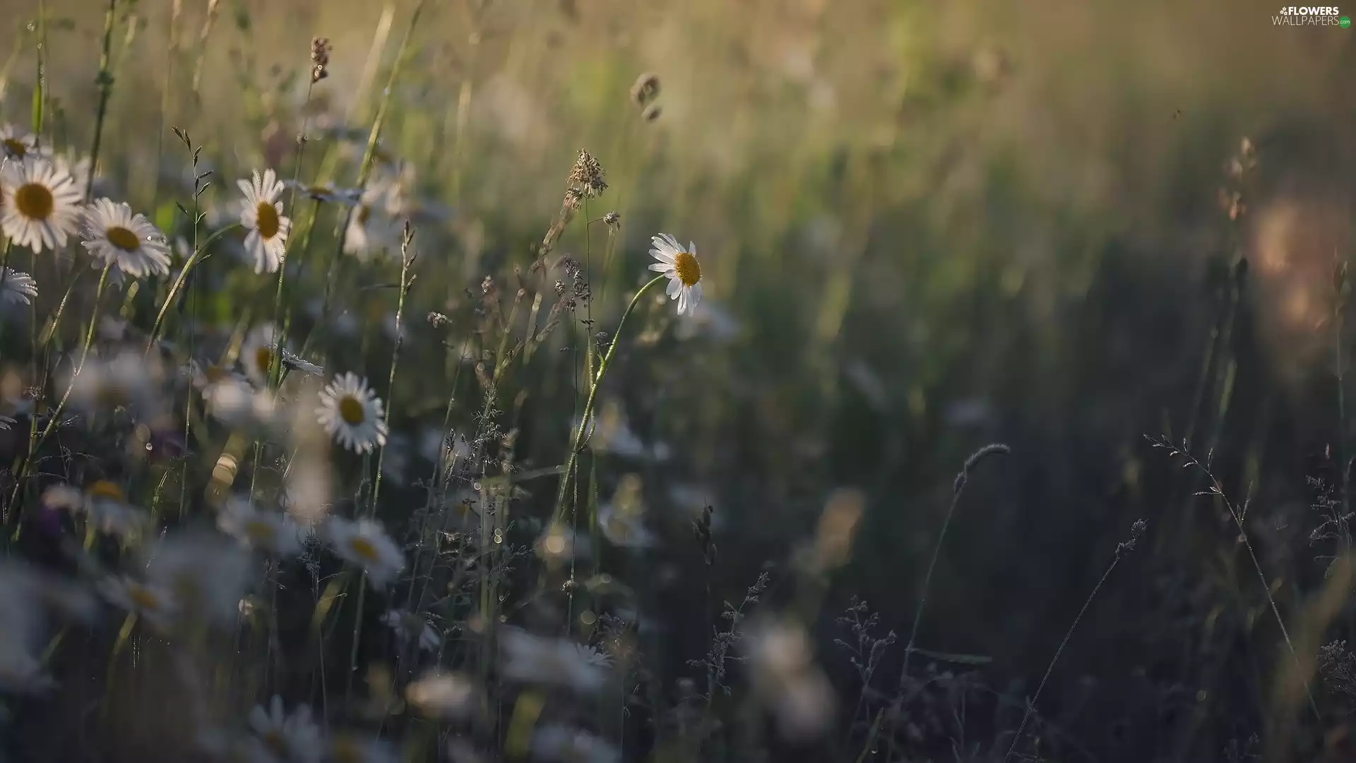 daisies, Flowers, grass