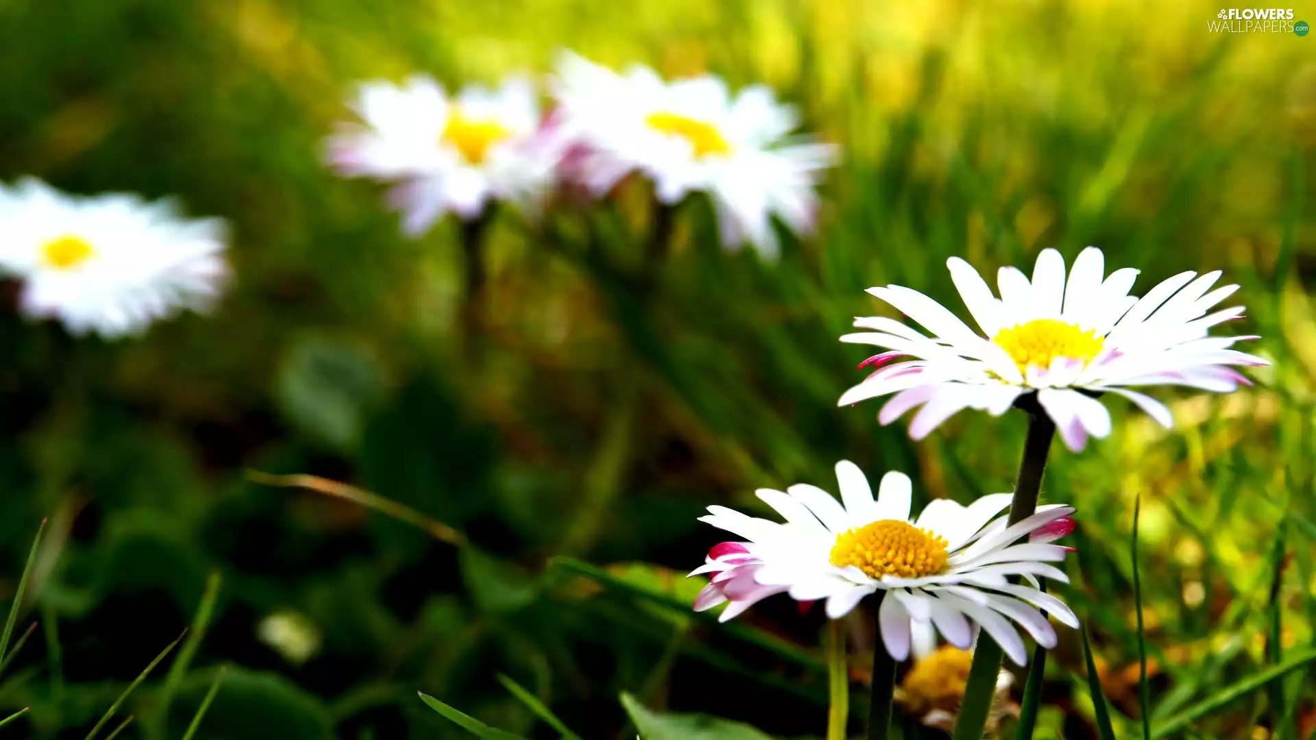 daisies, grass