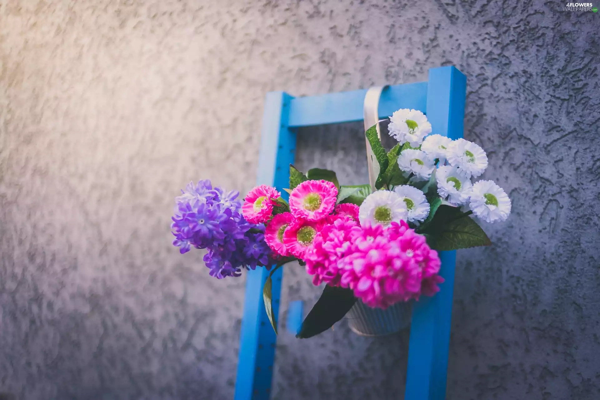 daisies, Flowers, Hyacinths