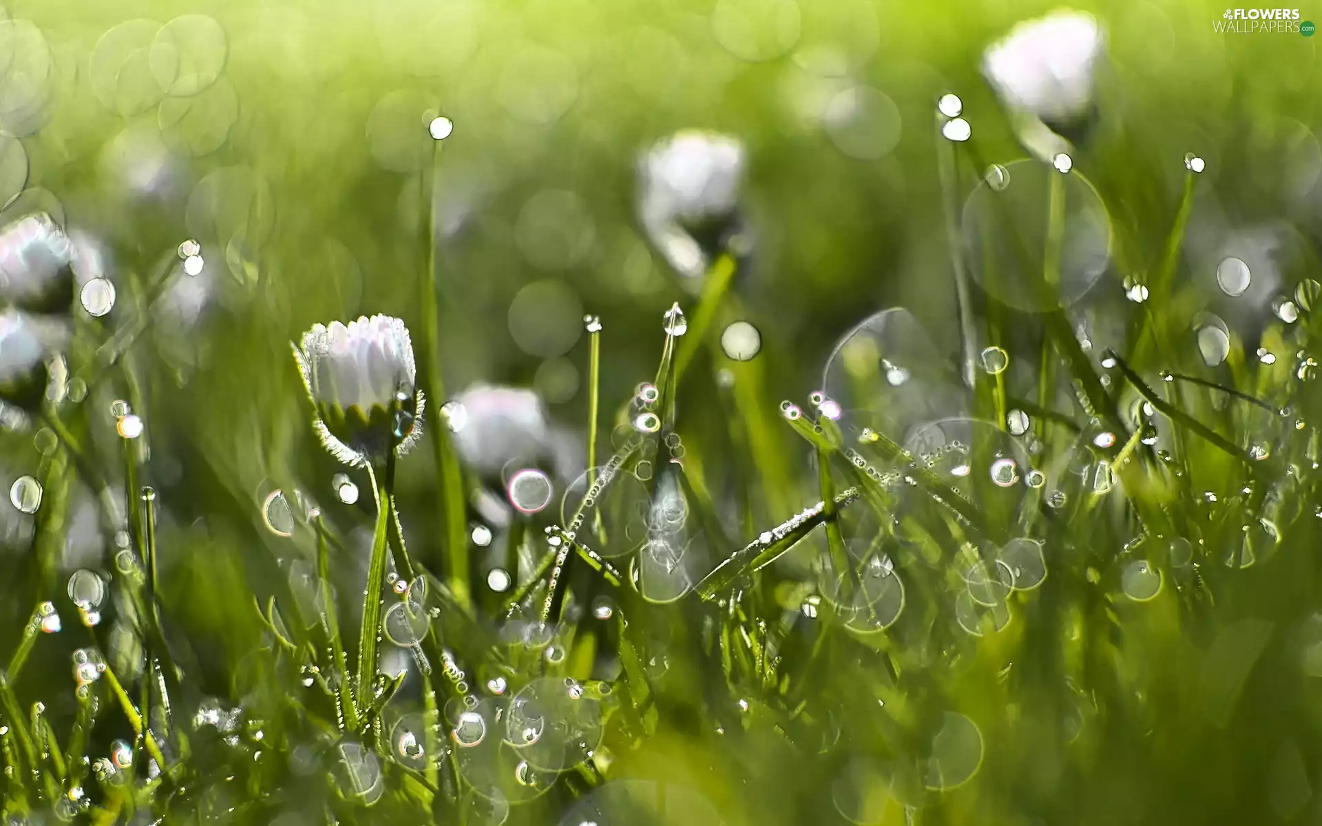 Bokeh, daisies, In The Grass