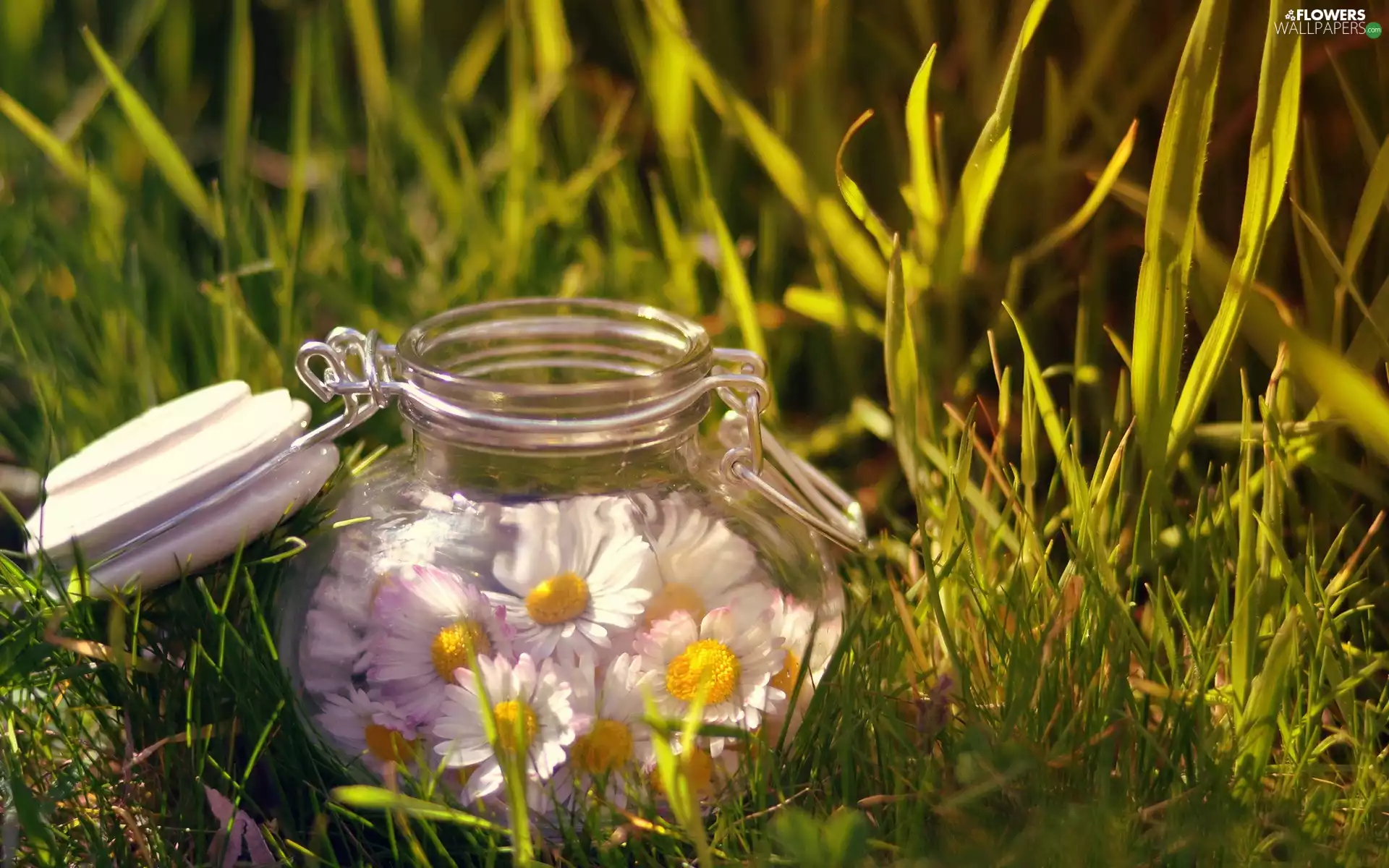 daisies, Meadow, jar