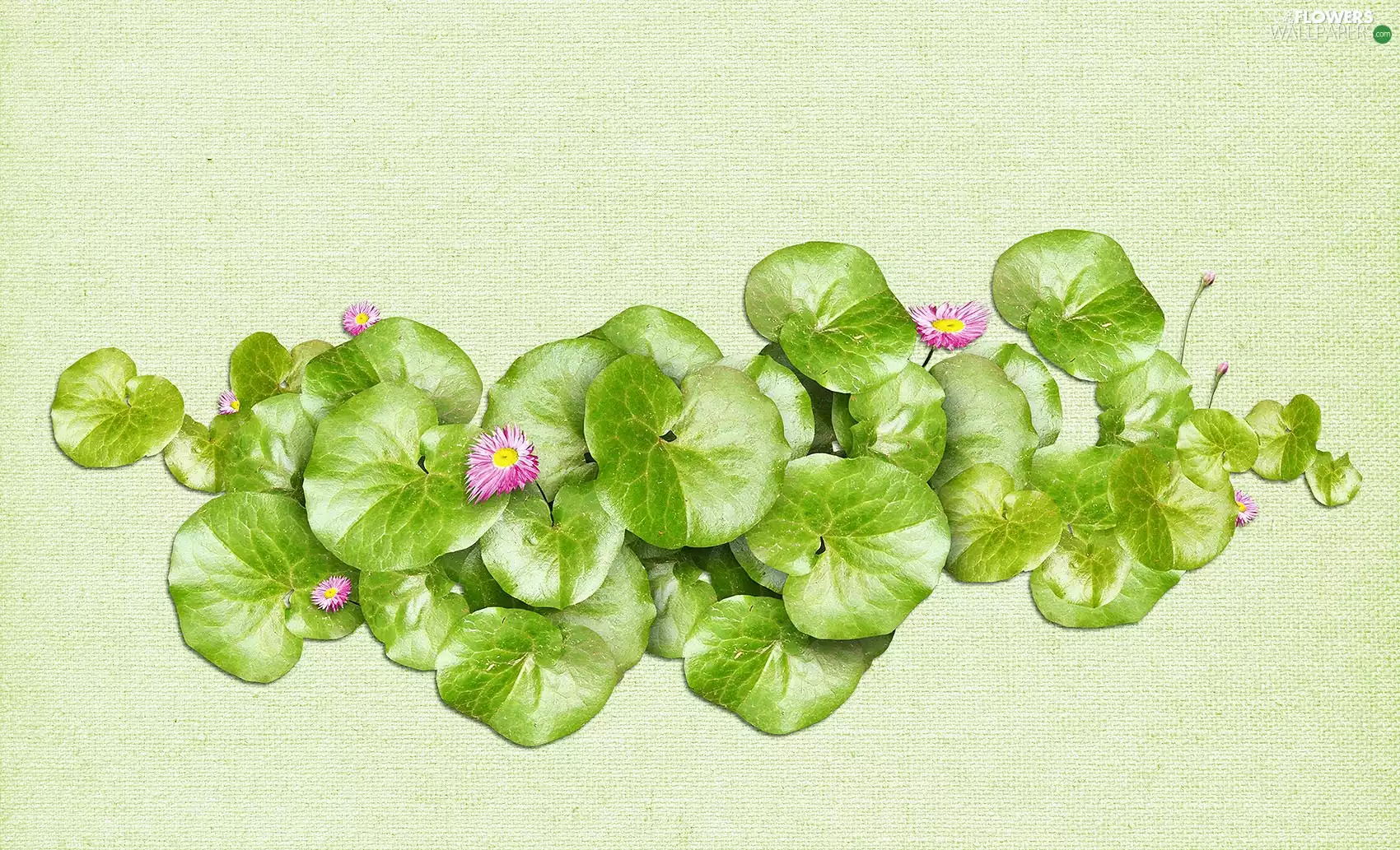 daisies, graphics, Leaf