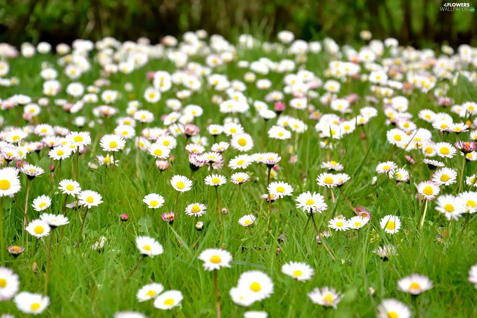 many, Daisies