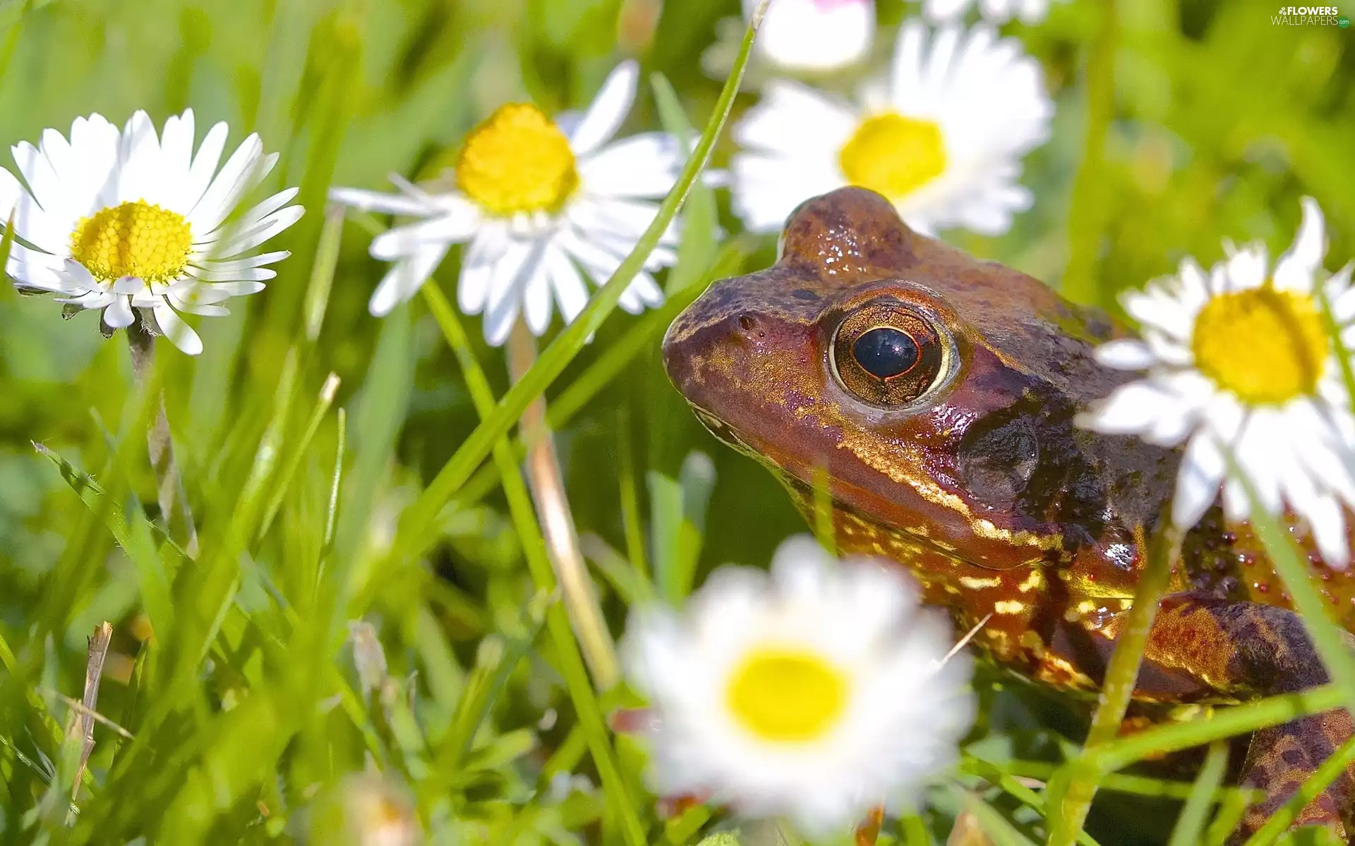 daisies, frog, Meadow