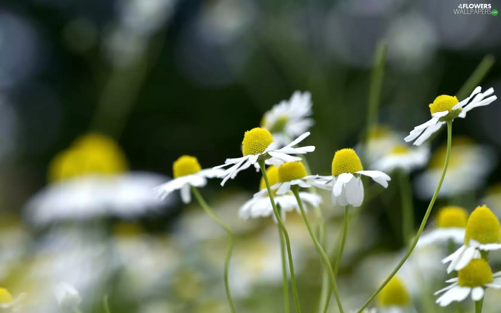 Meadow, Daisies