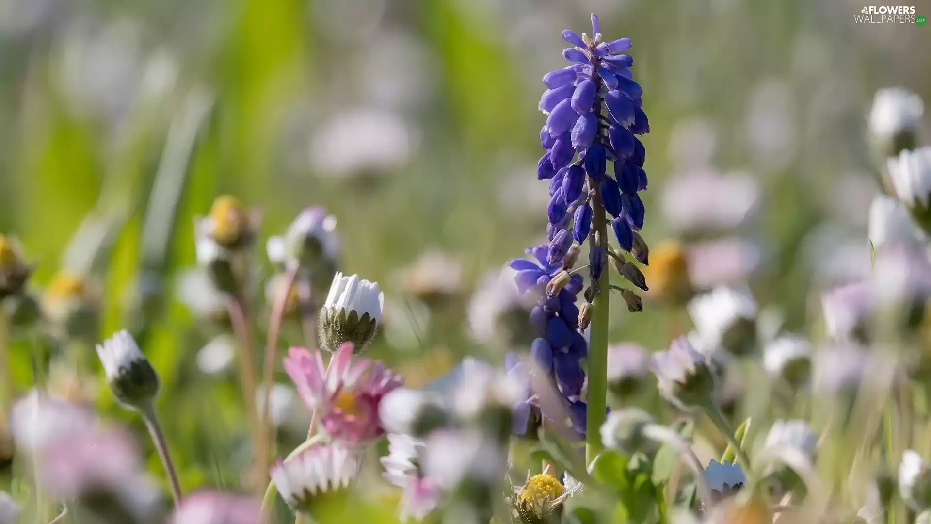 daisies, Flowers, Muscari