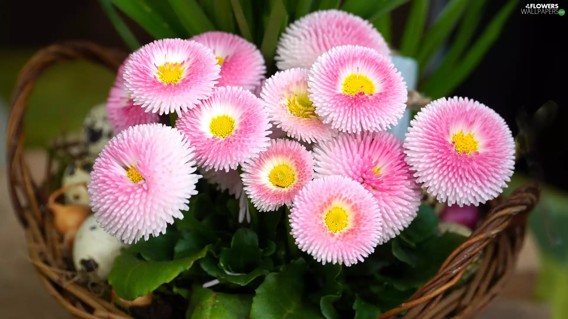 Pink, Flowers, basket, daisies