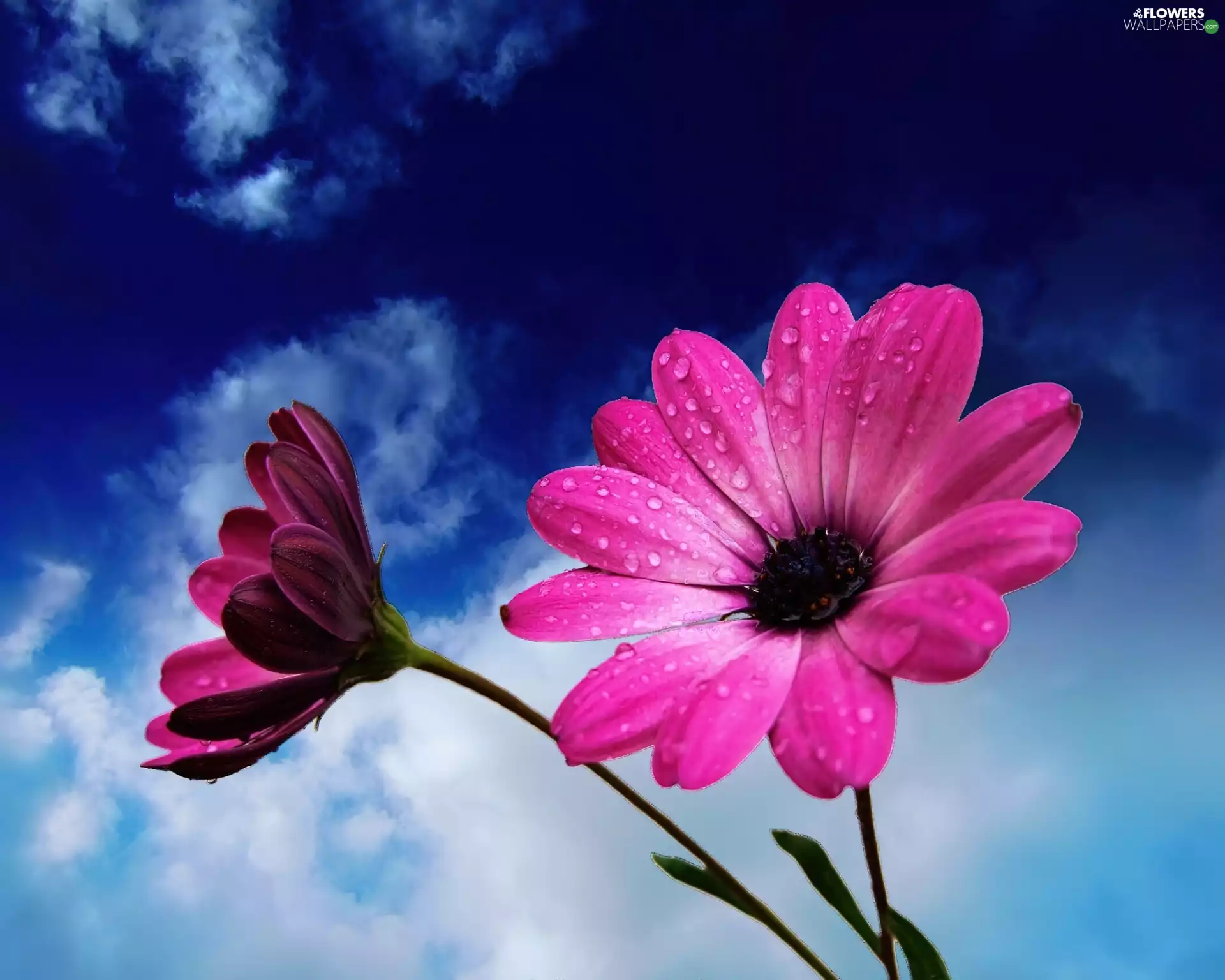 Pink, African, dew, daisies